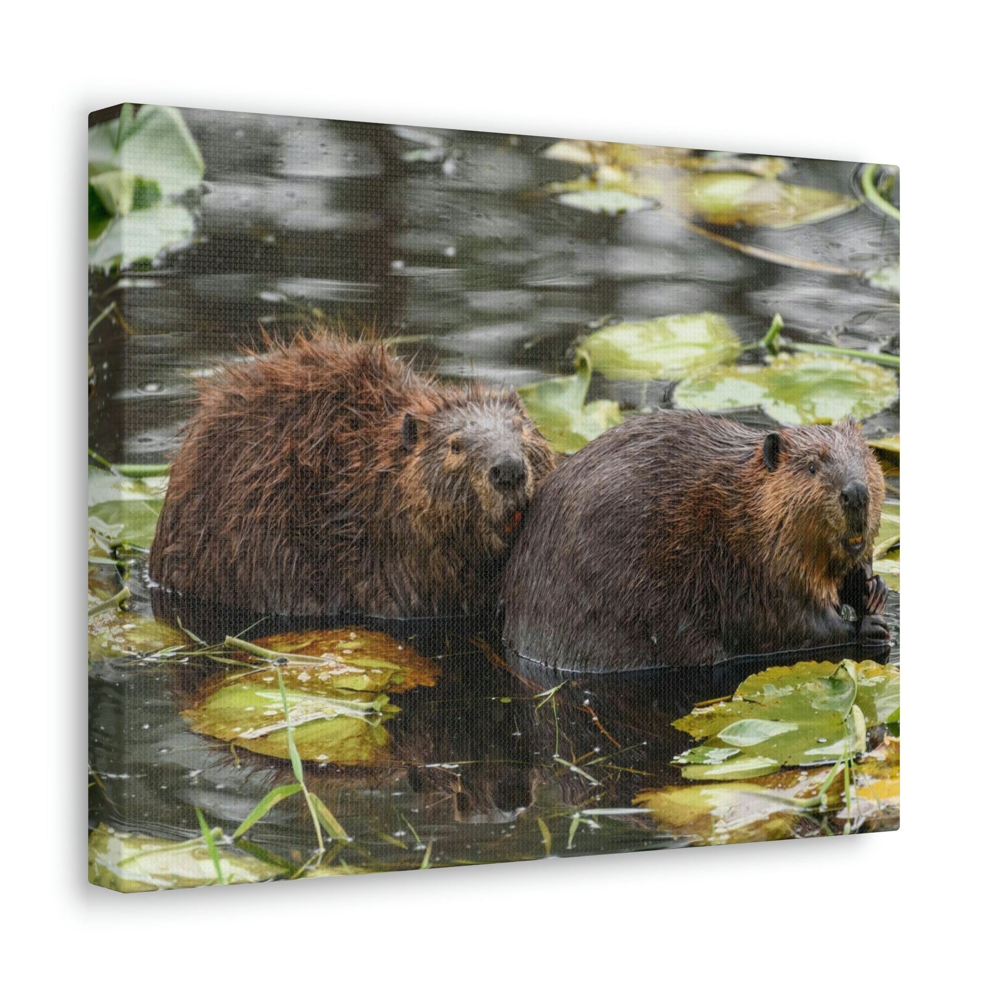 Scripture Walls Beaver Couple Beaver Troop Print Animal Wall Art Wildlife Canvas Prints Wall Art Ready to Hang Unframed-Express Your Love Gifts