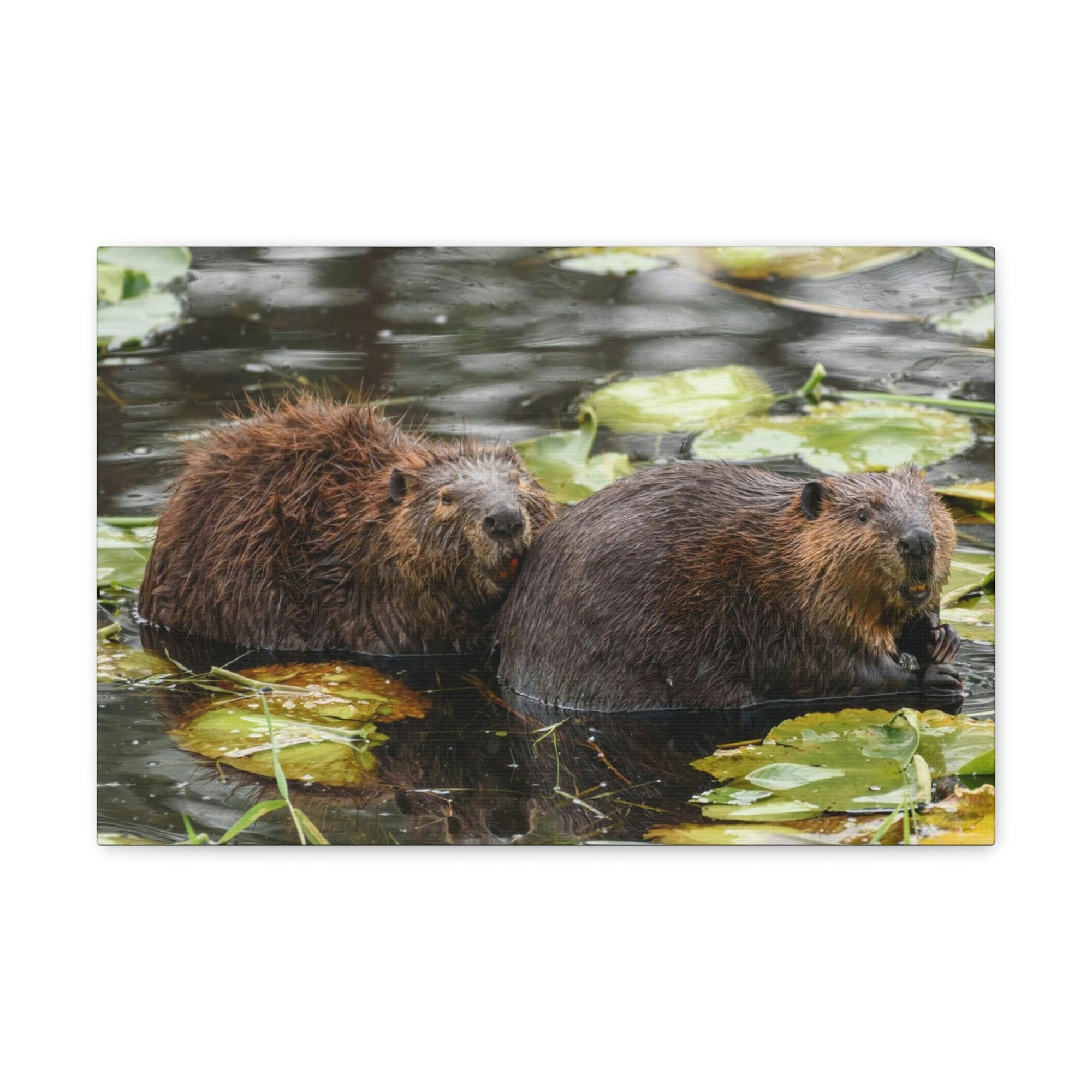 Scripture Walls Beaver Couple Beaver Troop Print Animal Wall Art Wildlife Canvas Prints Wall Art Ready to Hang Unframed-Express Your Love Gifts