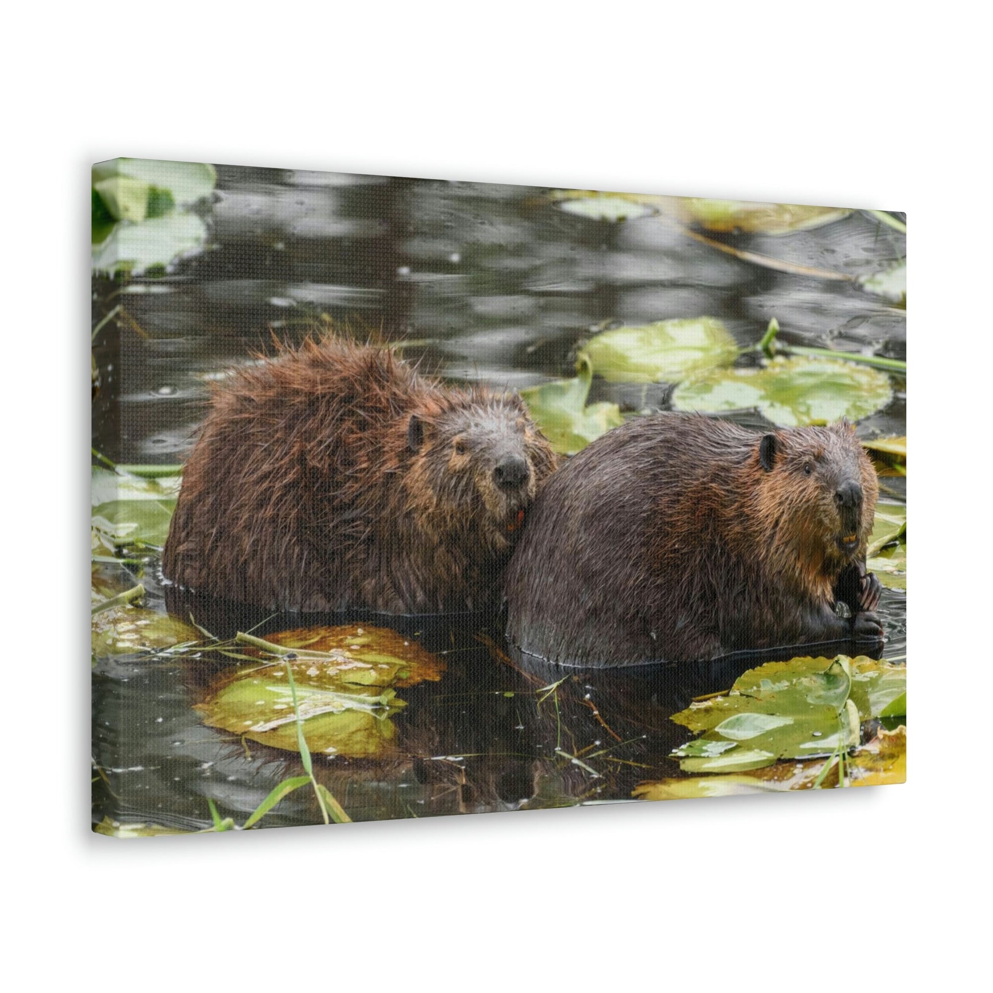 Scripture Walls Beaver Couple Beaver Troop Print Animal Wall Art Wildlife Canvas Prints Wall Art Ready to Hang Unframed-Express Your Love Gifts