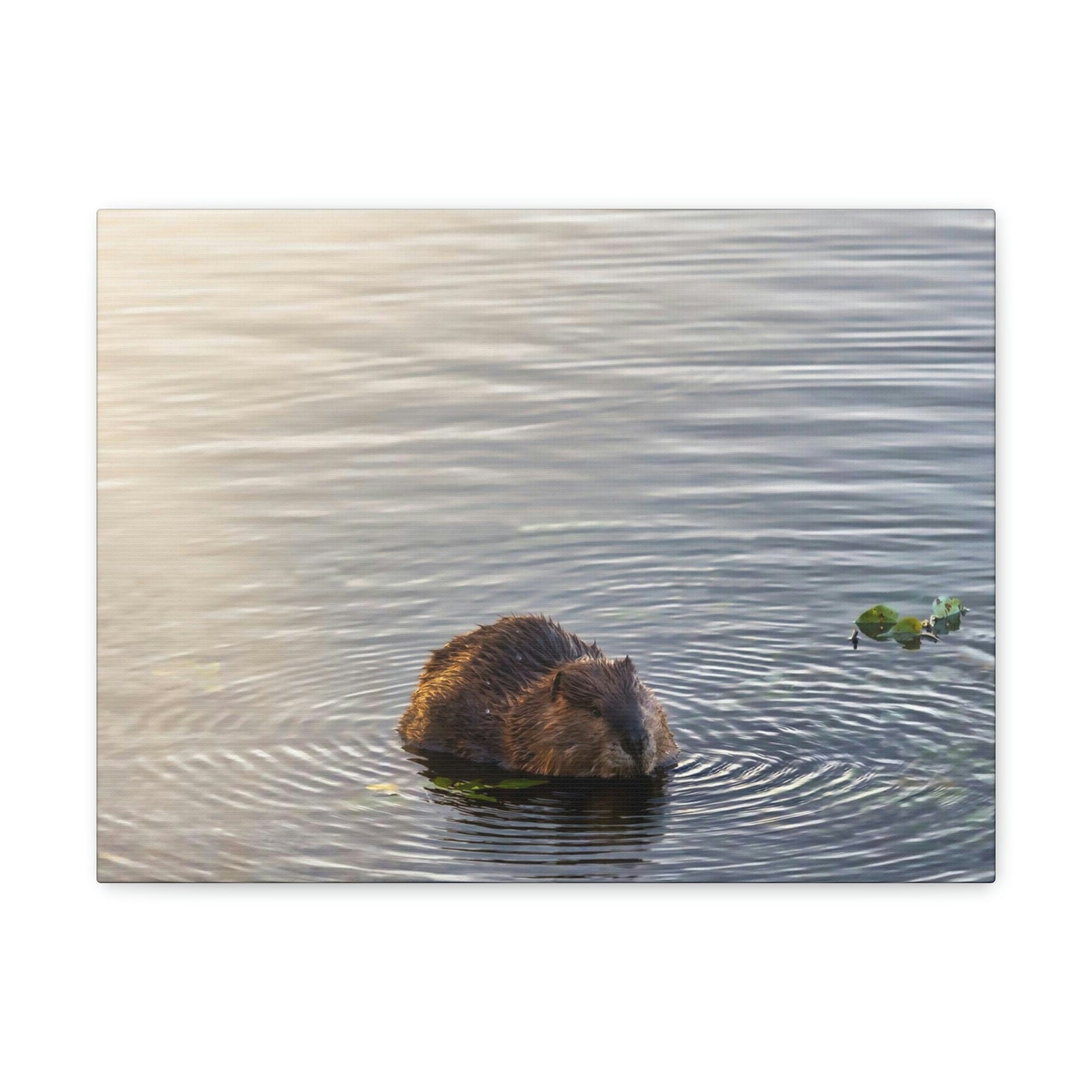 Scripture Walls Beaver Hunting Beaver on Hunt Print Animal Wall Art Wildlife Canvas Prints Wall Art Ready to Hang Unframed-Express Your Love Gifts