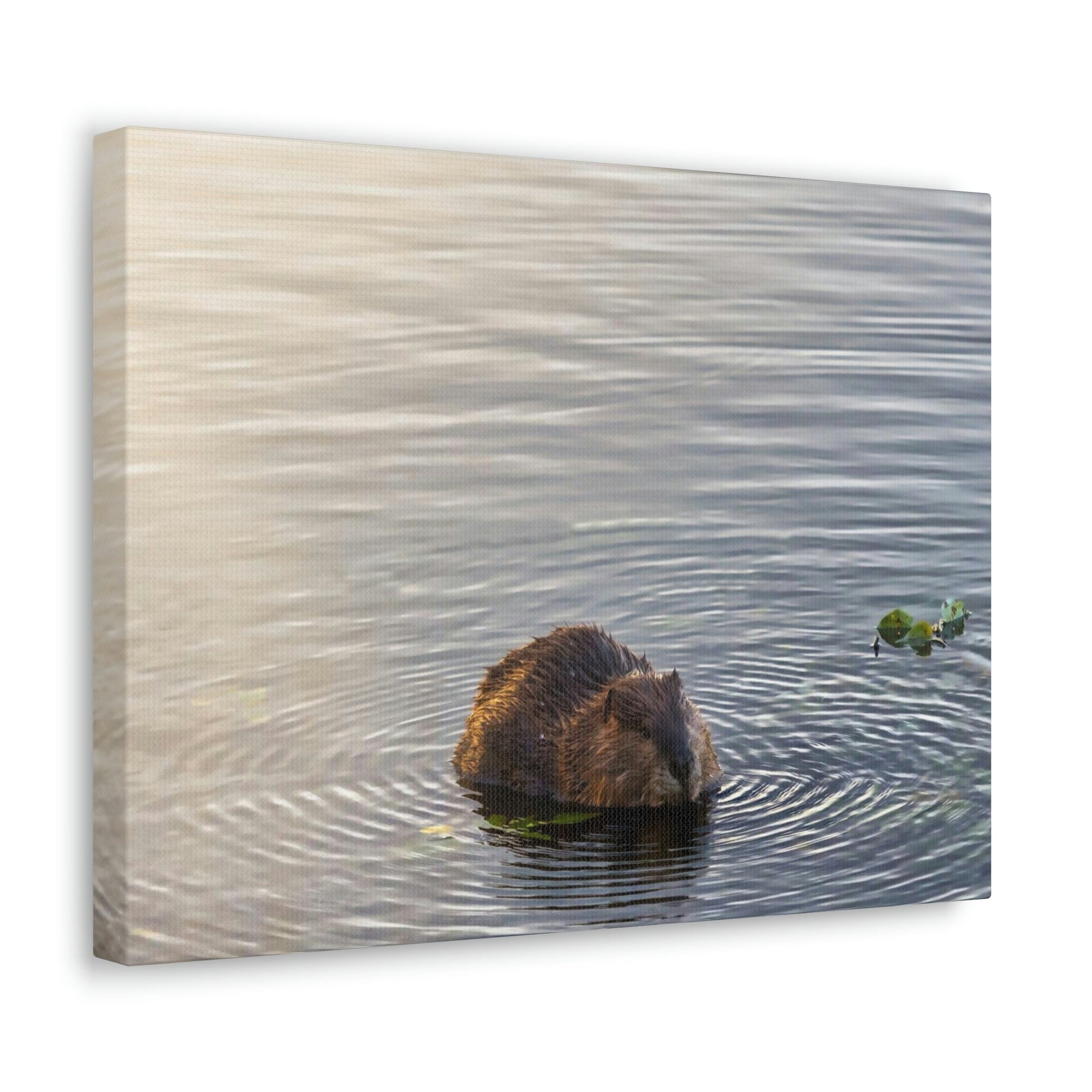 Scripture Walls Beaver Hunting Beaver on Hunt Print Animal Wall Art Wildlife Canvas Prints Wall Art Ready to Hang Unframed-Express Your Love Gifts