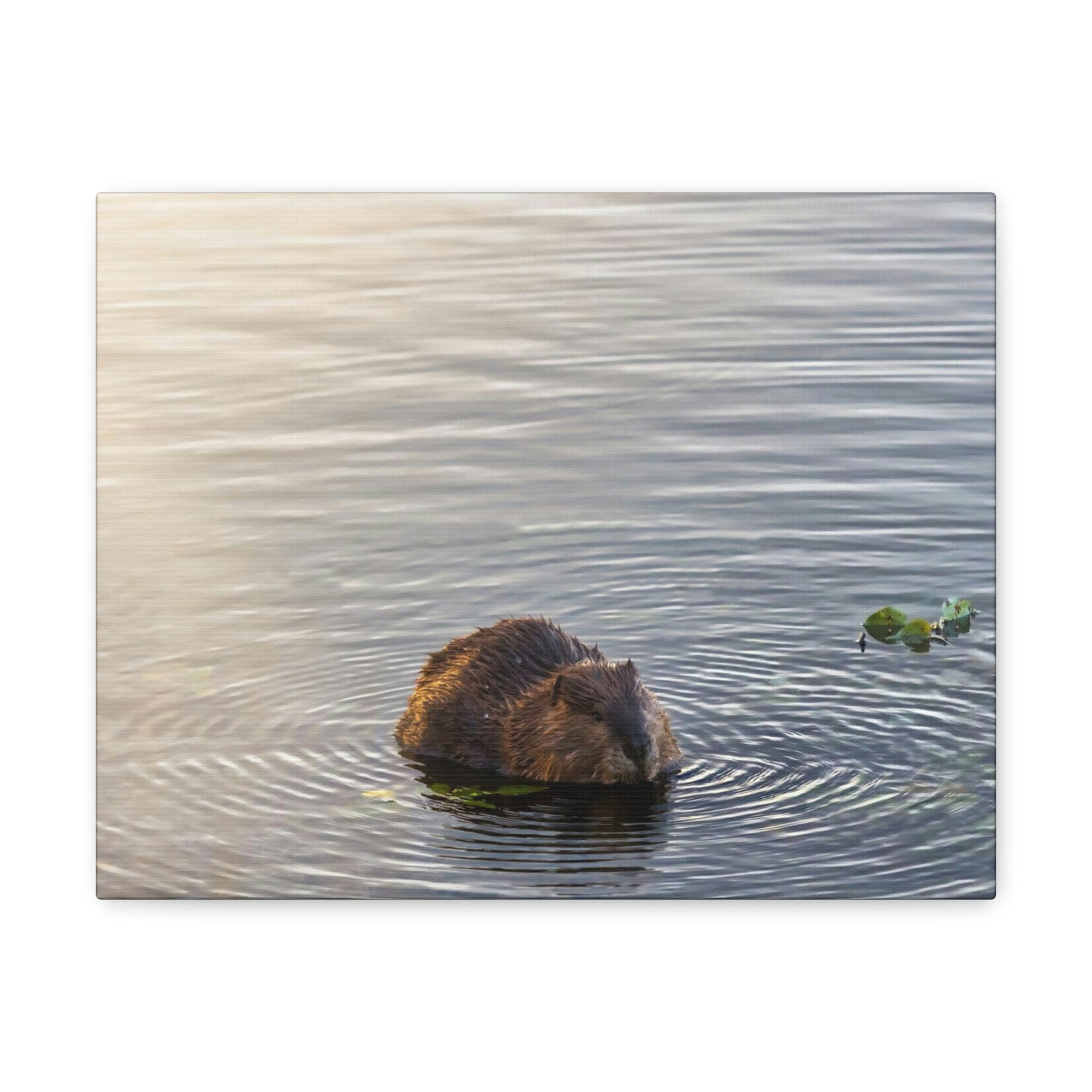 Scripture Walls Beaver Hunting Beaver on Hunt Print Animal Wall Art Wildlife Canvas Prints Wall Art Ready to Hang Unframed-Express Your Love Gifts