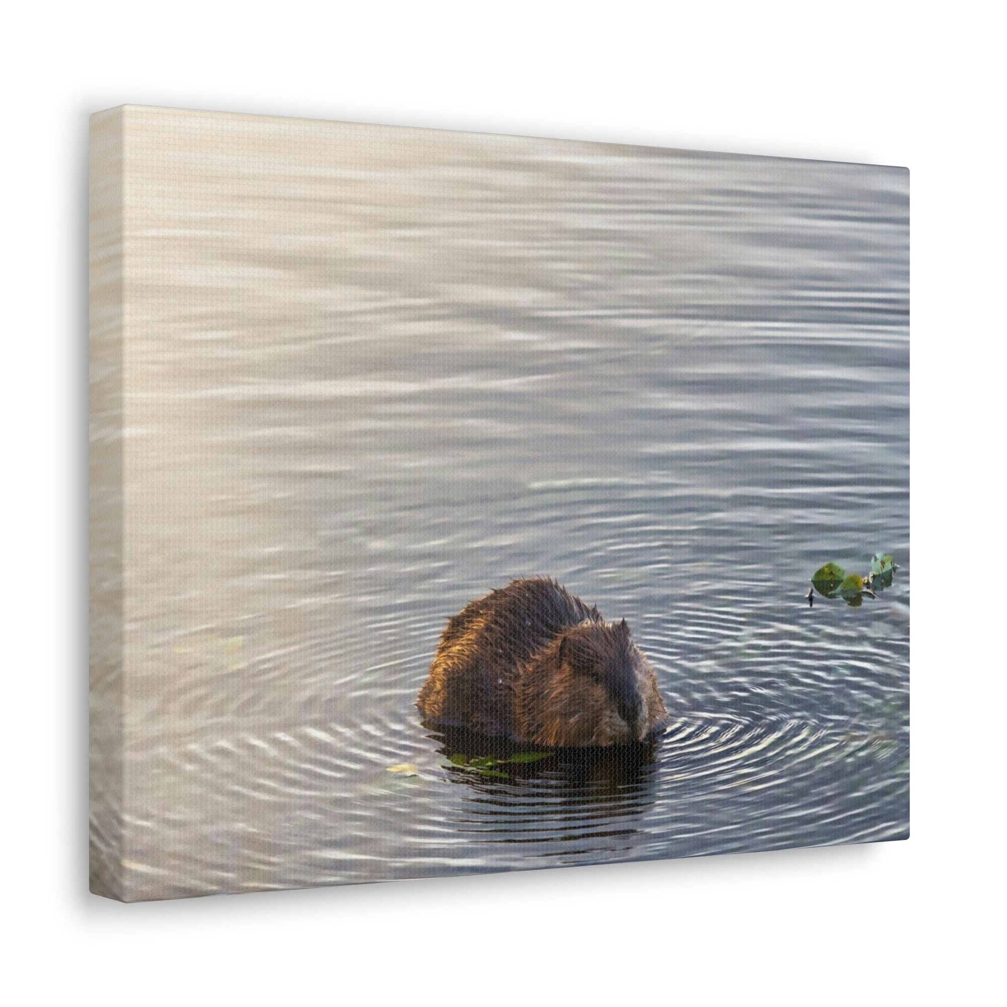 Scripture Walls Beaver Hunting Beaver on Hunt Print Animal Wall Art Wildlife Canvas Prints Wall Art Ready to Hang Unframed-Express Your Love Gifts