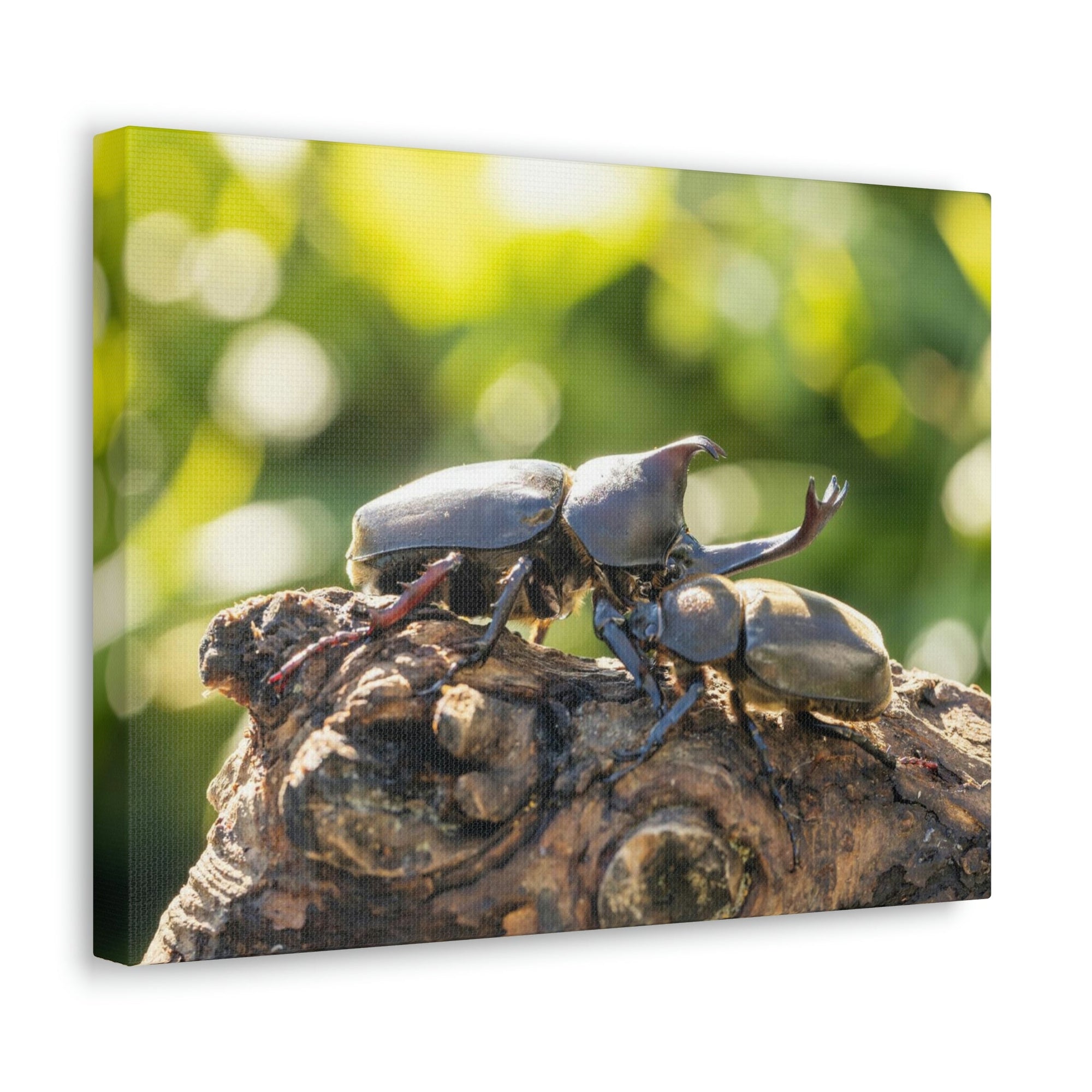 Scripture Walls Beetle Couple Beetle Troop Print Animal Wall Art Wildlife Canvas Prints Wall Art Ready to Hang Unframed-Express Your Love Gifts