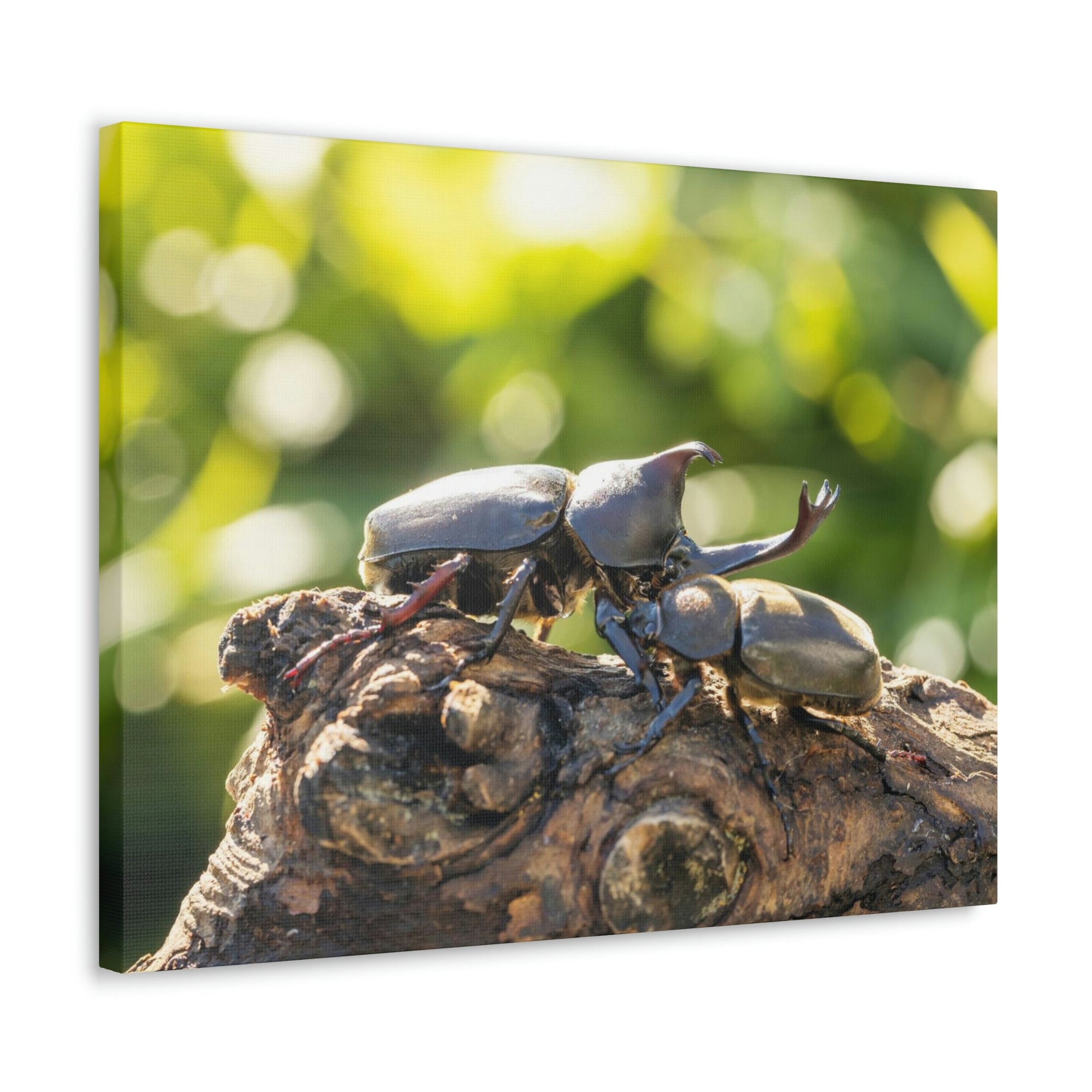 Scripture Walls Beetle Couple Beetle Troop Print Animal Wall Art Wildlife Canvas Prints Wall Art Ready to Hang Unframed-Express Your Love Gifts