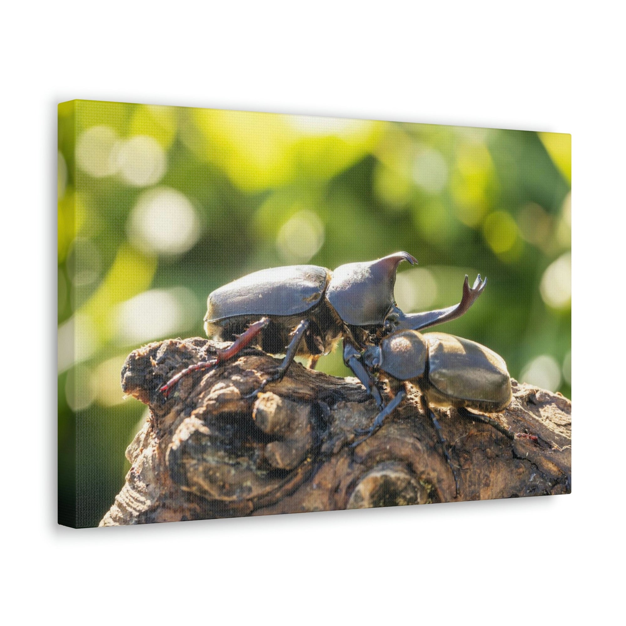 Scripture Walls Beetle Couple Beetle Troop Print Animal Wall Art Wildlife Canvas Prints Wall Art Ready to Hang Unframed-Express Your Love Gifts