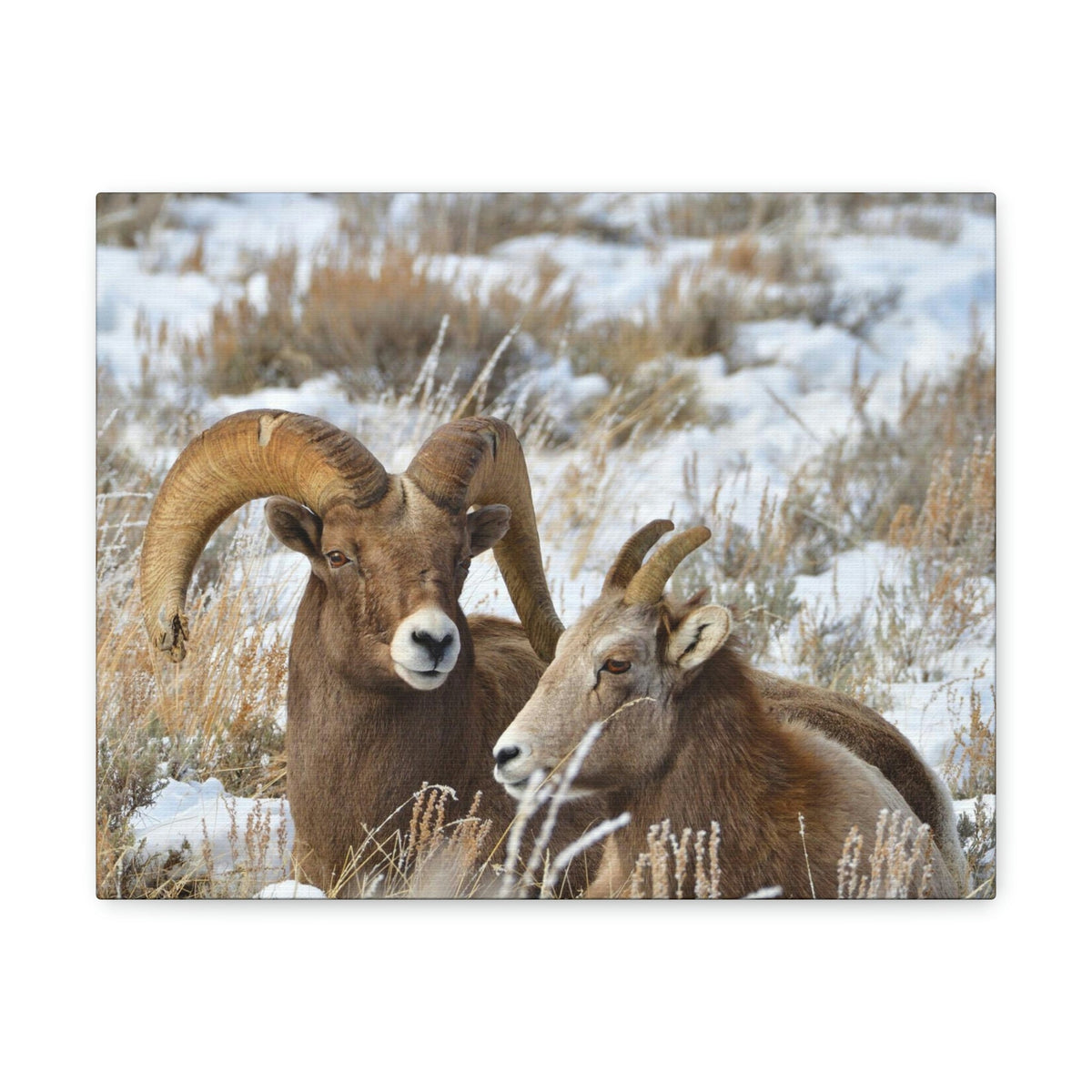 Scripture Walls Big-horned sheep Couple Big-horned sheep Troop Print Animal Wall Art Wildlife Canvas Prints Wall Art Ready to Hang Unframed-Express Your Love Gifts