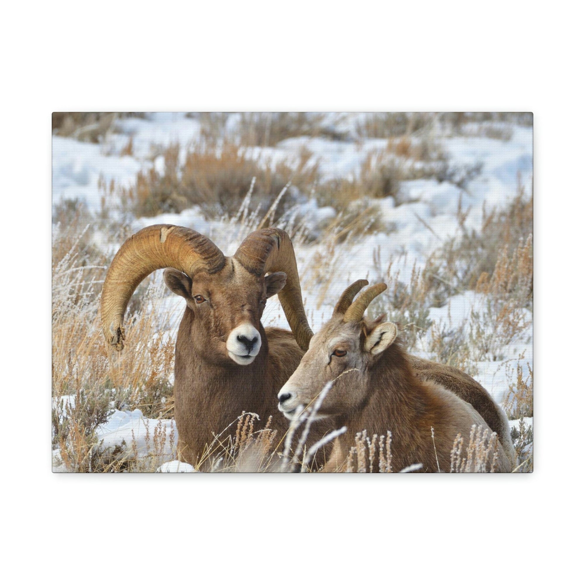 Scripture Walls Big-horned sheep Couple Big-horned sheep Troop Print Animal Wall Art Wildlife Canvas Prints Wall Art Ready to Hang Unframed-Express Your Love Gifts