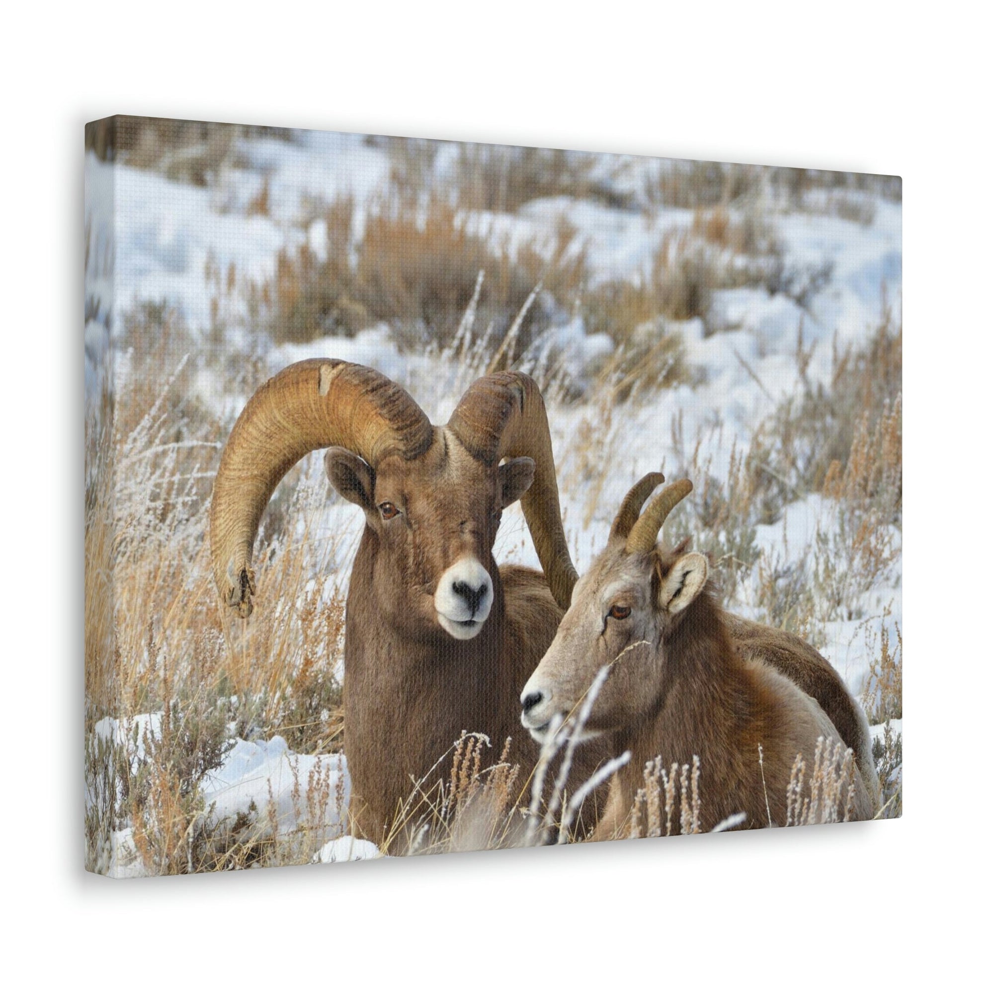 Scripture Walls Big-horned sheep Couple Big-horned sheep Troop Print Animal Wall Art Wildlife Canvas Prints Wall Art Ready to Hang Unframed-Express Your Love Gifts