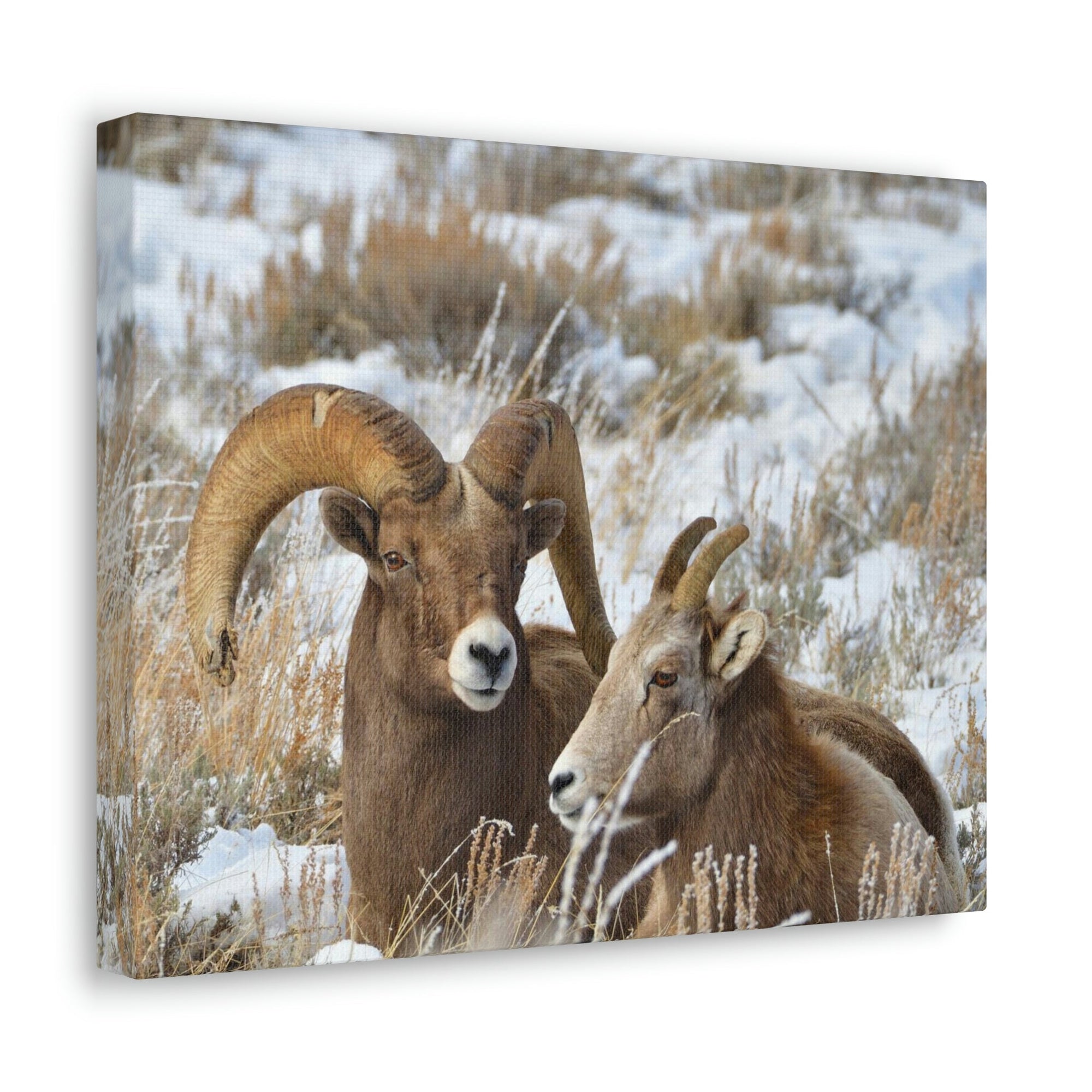 Scripture Walls Big-horned sheep Couple Big-horned sheep Troop Print Animal Wall Art Wildlife Canvas Prints Wall Art Ready to Hang Unframed-Express Your Love Gifts