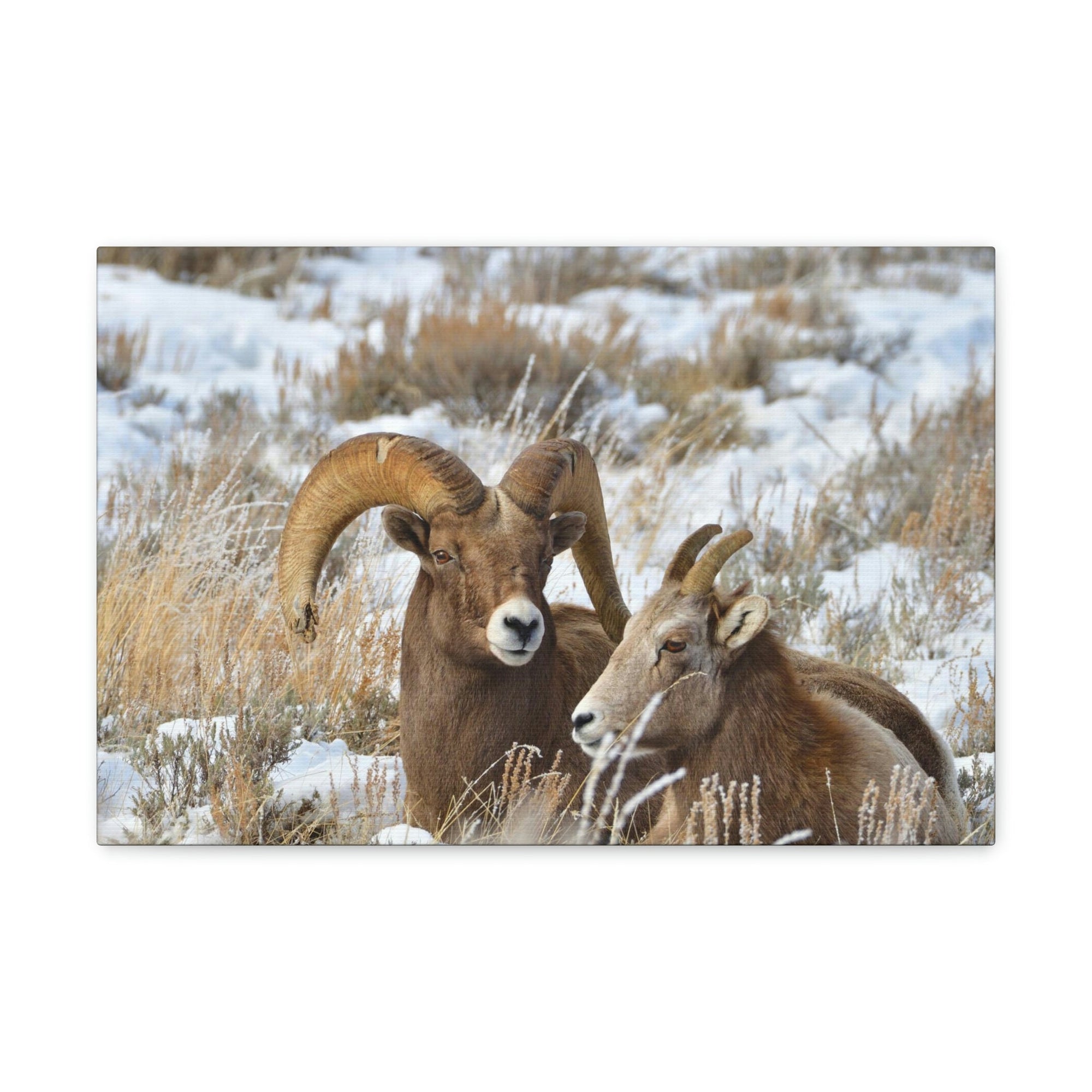 Scripture Walls Big-horned sheep Couple Big-horned sheep Troop Print Animal Wall Art Wildlife Canvas Prints Wall Art Ready to Hang Unframed-Express Your Love Gifts