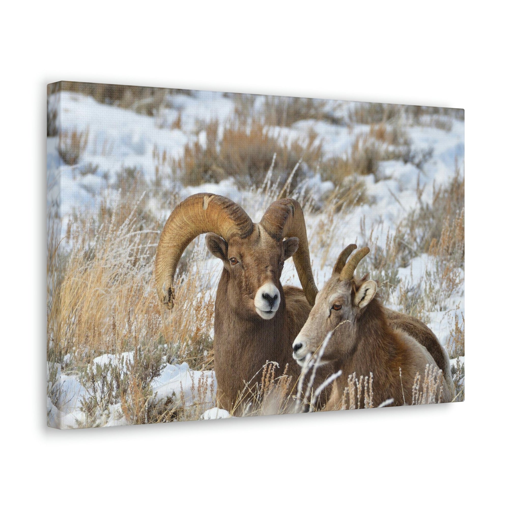 Scripture Walls Big-horned sheep Couple Big-horned sheep Troop Print Animal Wall Art Wildlife Canvas Prints Wall Art Ready to Hang Unframed-Express Your Love Gifts