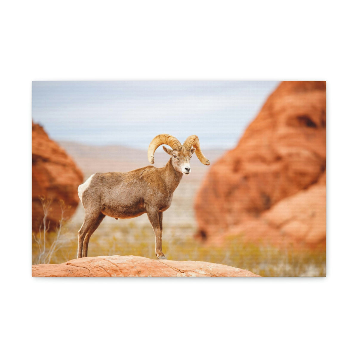 Scripture Walls Big-horned sheep Hunting Big-horned sheep on Hunt Print Animal Wall Art Wildlife Canvas Prints Wall Art Ready to Hang Unframed-Express Your Love Gifts