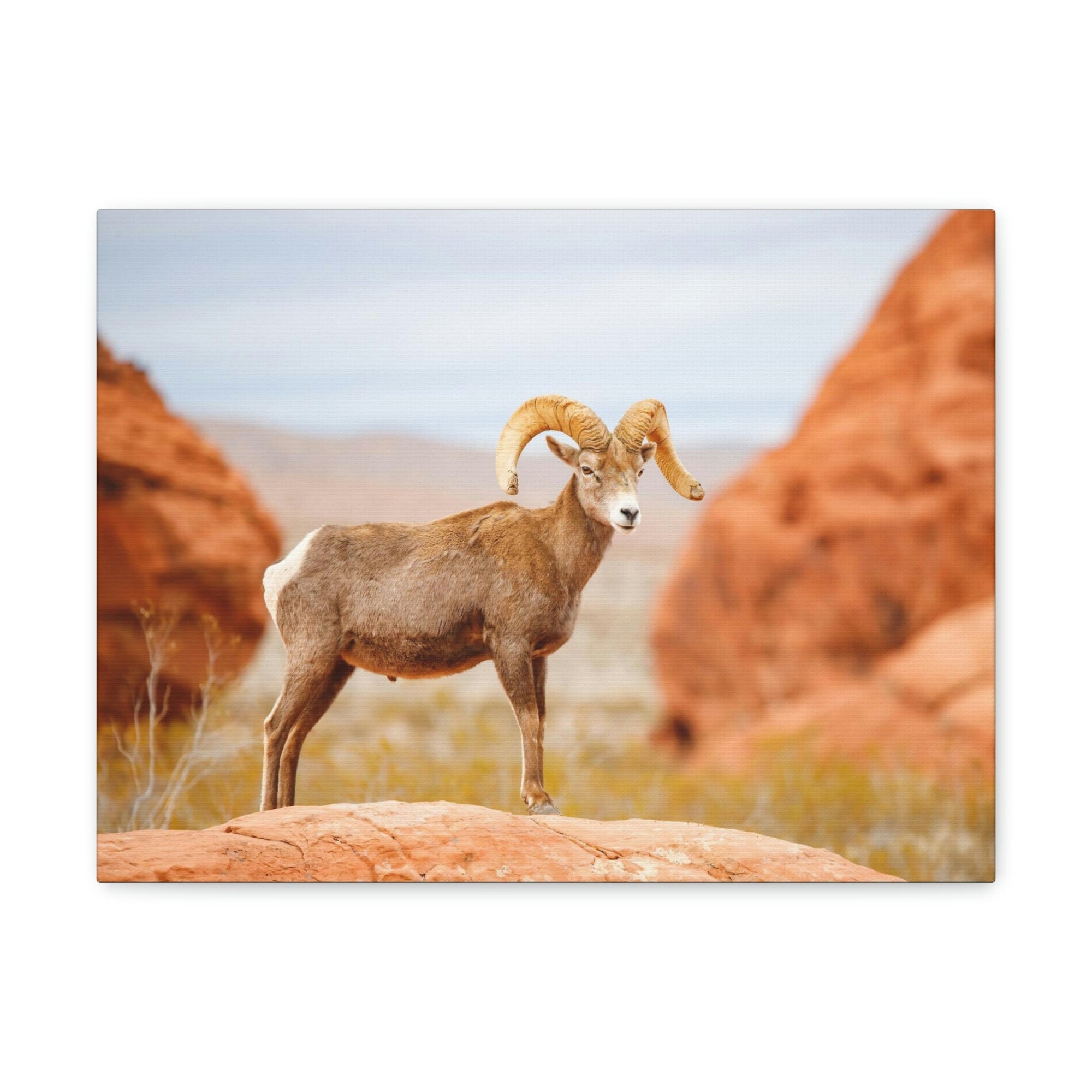 Scripture Walls Big-horned sheep Hunting Big-horned sheep on Hunt Print Animal Wall Art Wildlife Canvas Prints Wall Art Ready to Hang Unframed-Express Your Love Gifts