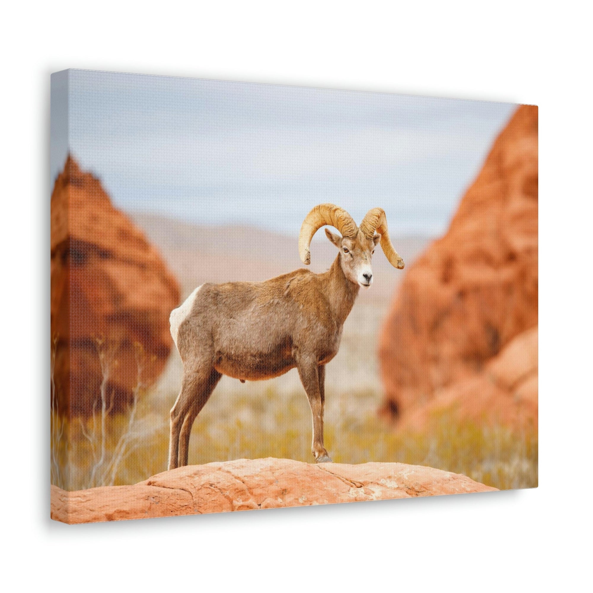 Scripture Walls Big-horned sheep Hunting Big-horned sheep on Hunt Print Animal Wall Art Wildlife Canvas Prints Wall Art Ready to Hang Unframed-Express Your Love Gifts