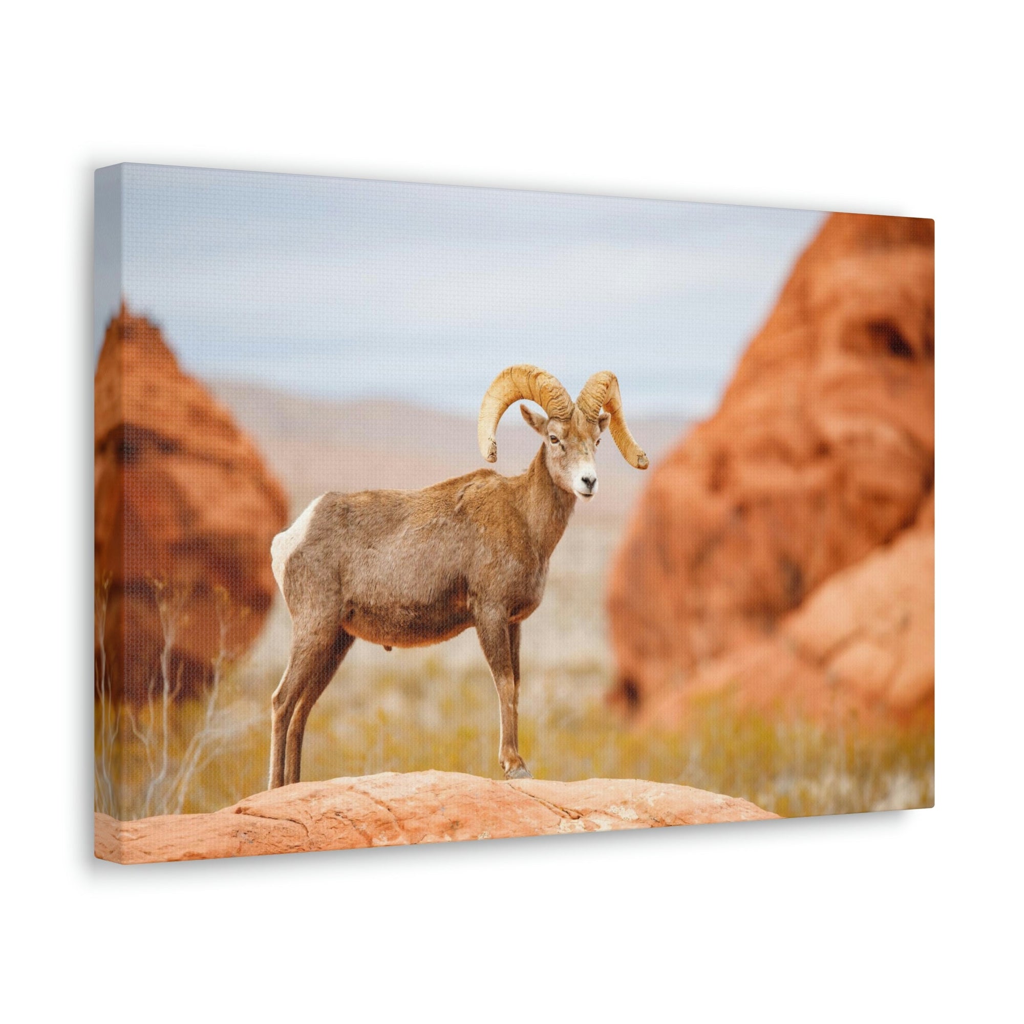 Scripture Walls Big-horned sheep Hunting Big-horned sheep on Hunt Print Animal Wall Art Wildlife Canvas Prints Wall Art Ready to Hang Unframed-Express Your Love Gifts