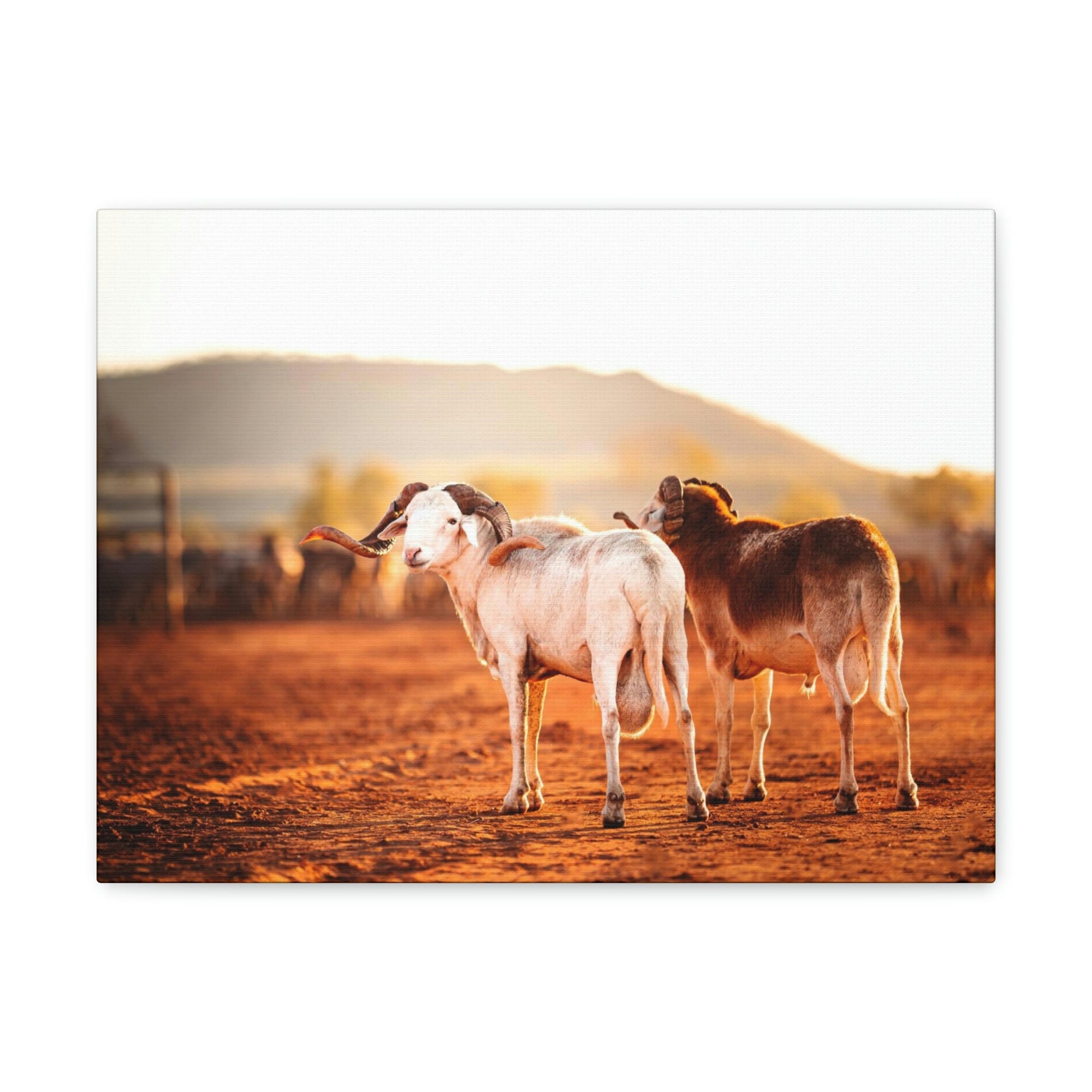 Scripture Walls Billy Goat Couple Billy Goat Troop Print Animal Wall Art Wildlife Canvas Prints Wall Art Ready to Hang Unframed-Express Your Love Gifts