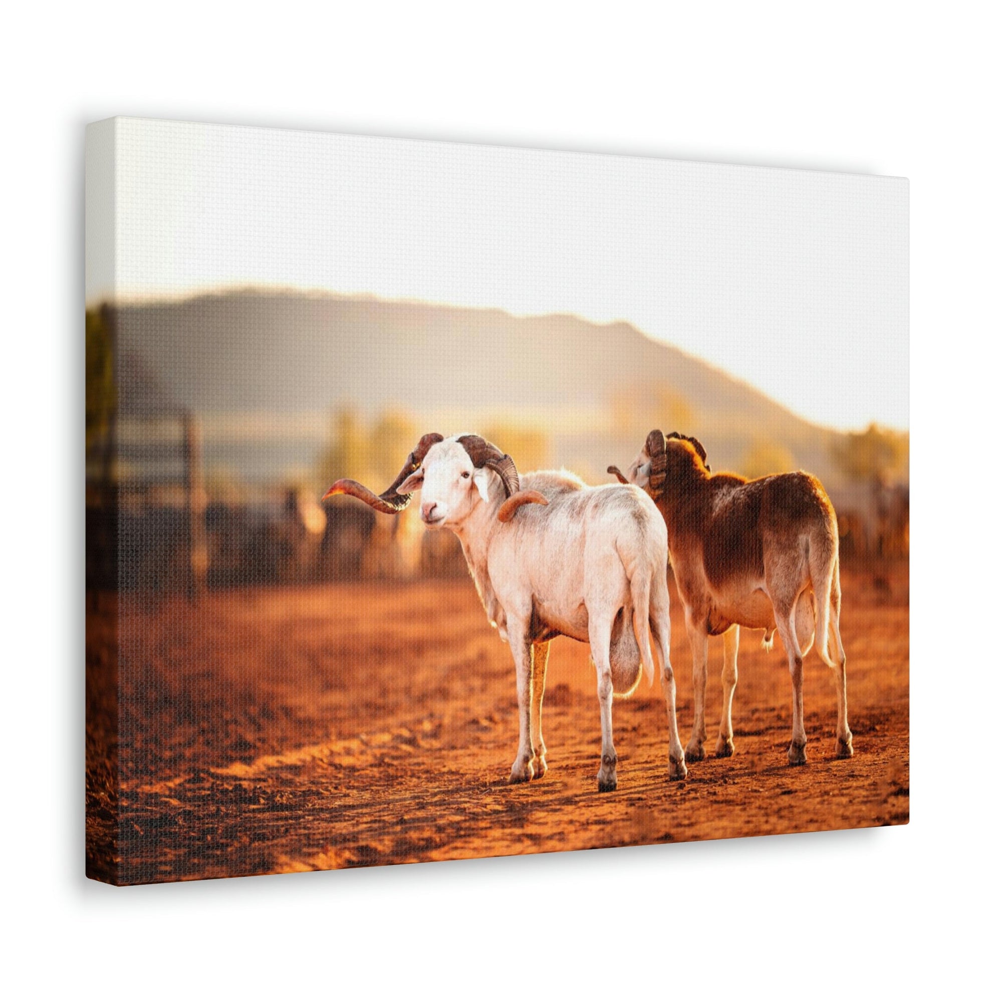 Scripture Walls Billy Goat Couple Billy Goat Troop Print Animal Wall Art Wildlife Canvas Prints Wall Art Ready to Hang Unframed-Express Your Love Gifts