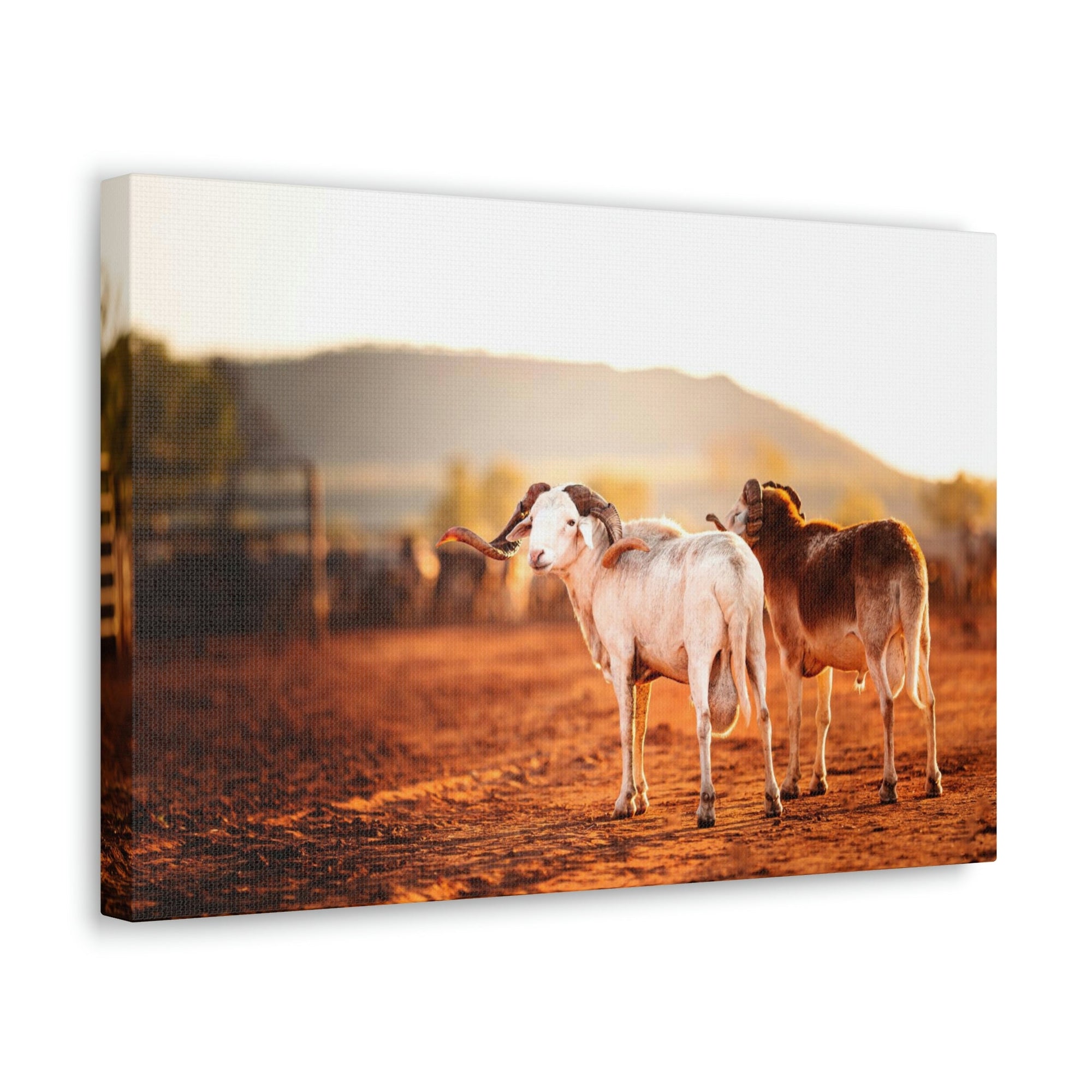 Scripture Walls Billy Goat Couple Billy Goat Troop Print Animal Wall Art Wildlife Canvas Prints Wall Art Ready to Hang Unframed-Express Your Love Gifts