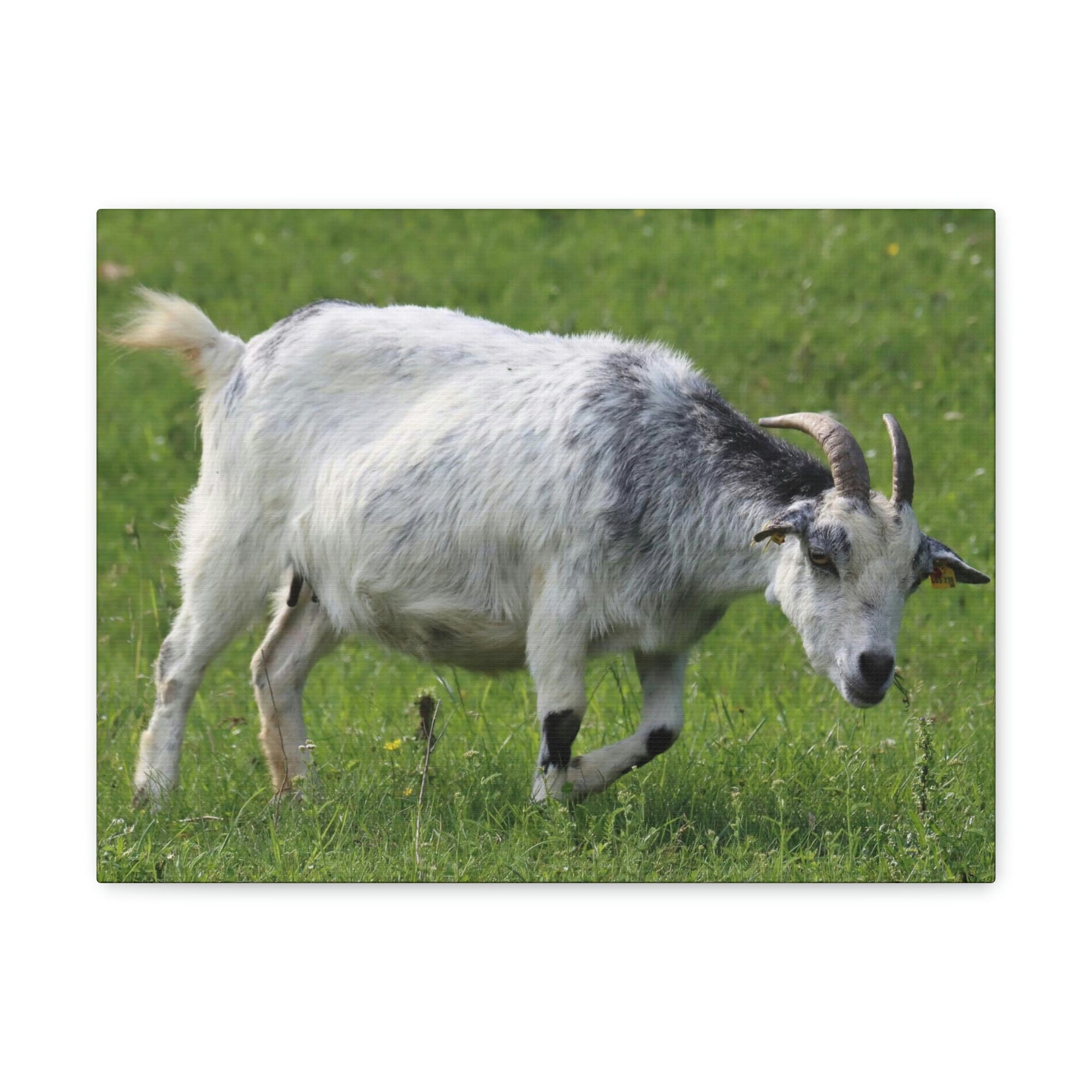 Scripture Walls Billy Goat Hunting Billy Goat on Hunt Print Animal Wall Art Wildlife Canvas Prints Wall Art Ready to Hang Unframed-Express Your Love Gifts