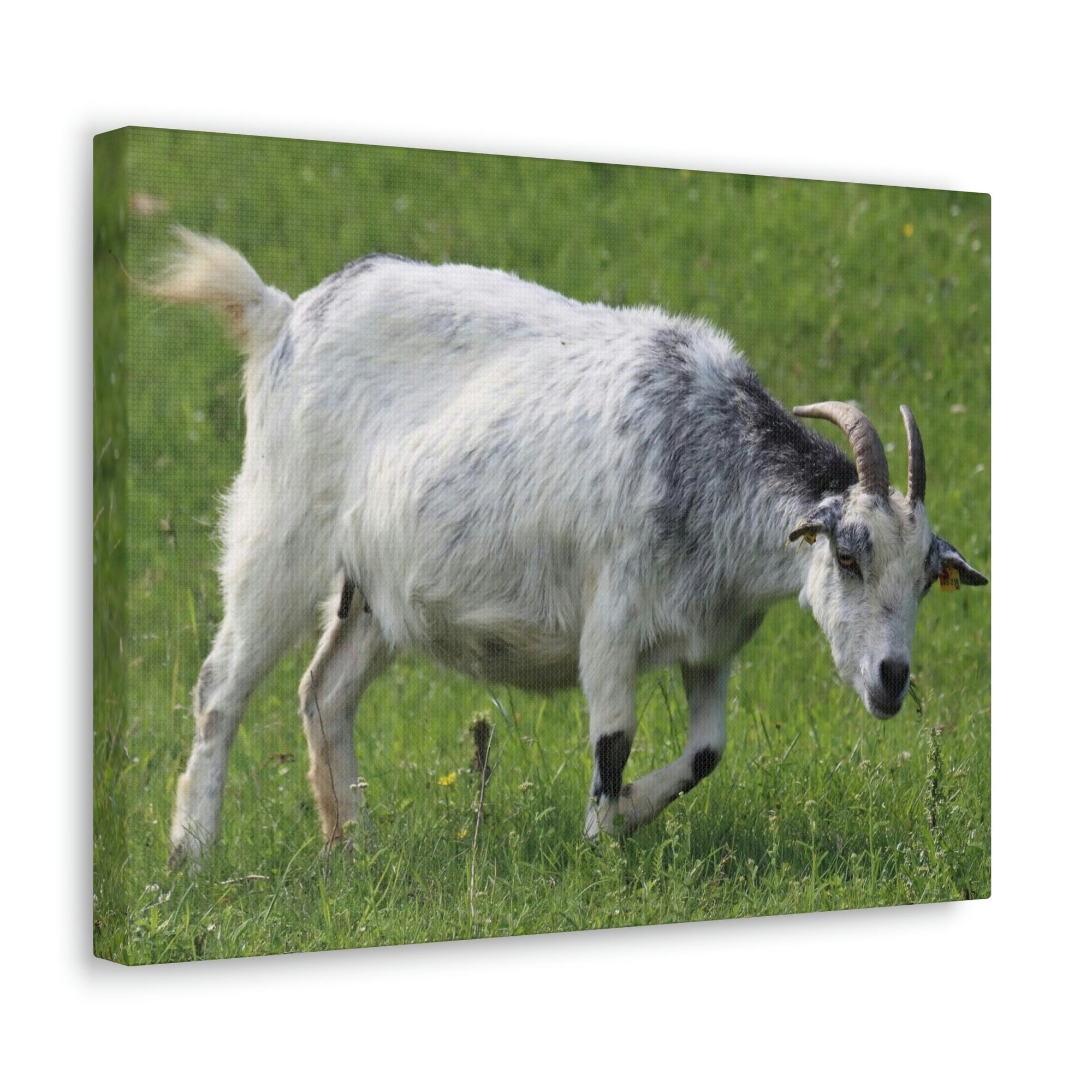 Scripture Walls Billy Goat Hunting Billy Goat on Hunt Print Animal Wall Art Wildlife Canvas Prints Wall Art Ready to Hang Unframed-Express Your Love Gifts