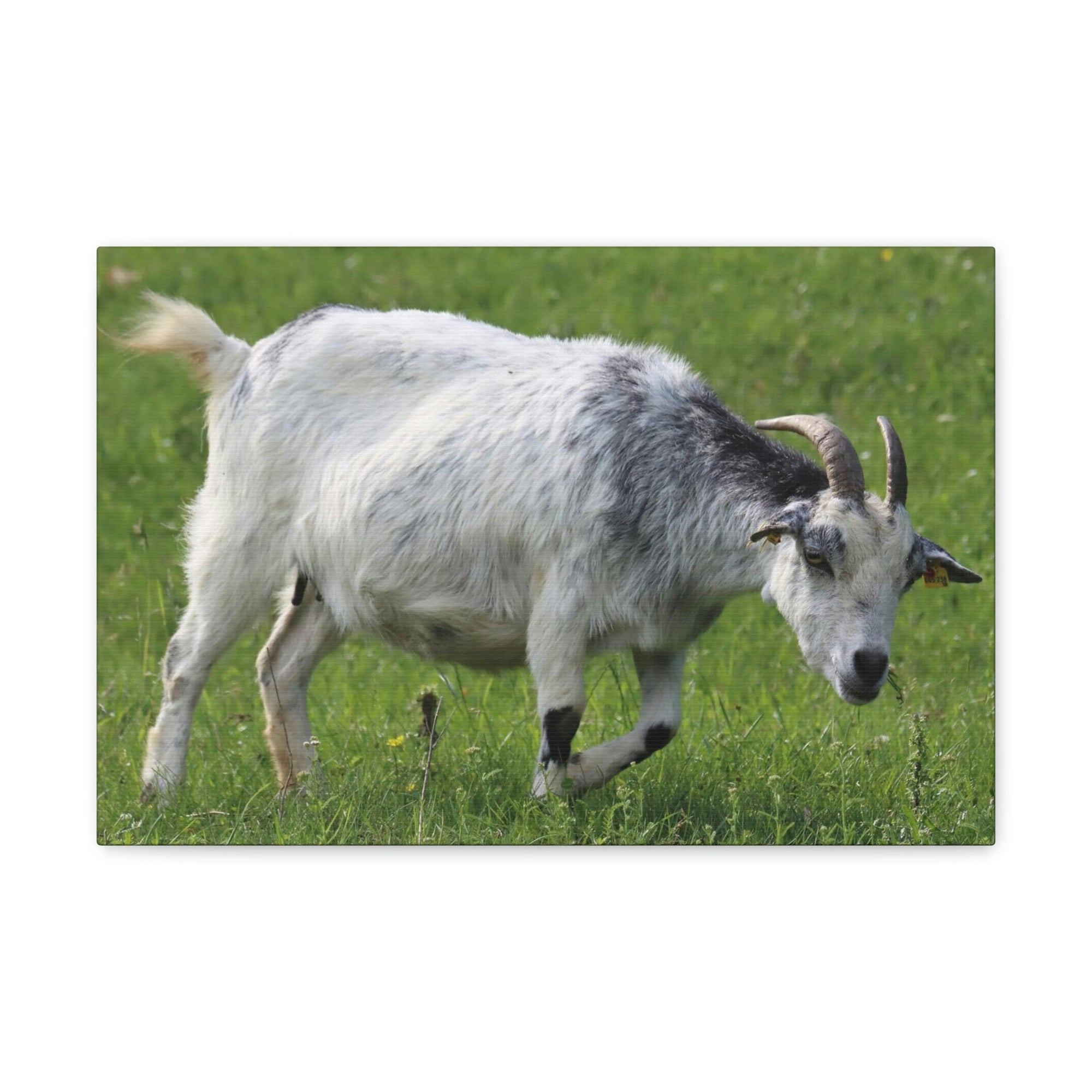 Scripture Walls Billy Goat Hunting Billy Goat on Hunt Print Animal Wall Art Wildlife Canvas Prints Wall Art Ready to Hang Unframed-Express Your Love Gifts