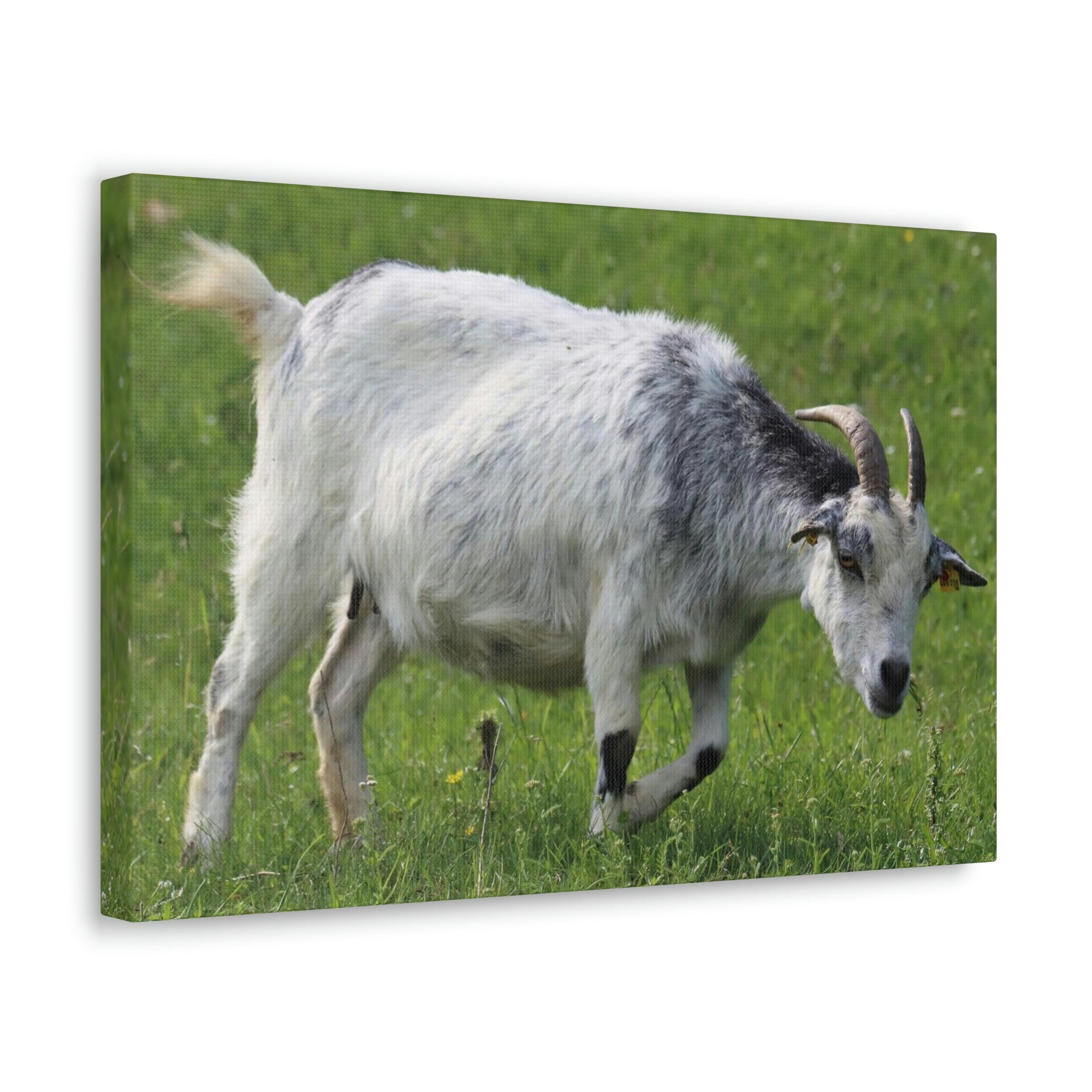 Scripture Walls Billy Goat Hunting Billy Goat on Hunt Print Animal Wall Art Wildlife Canvas Prints Wall Art Ready to Hang Unframed-Express Your Love Gifts