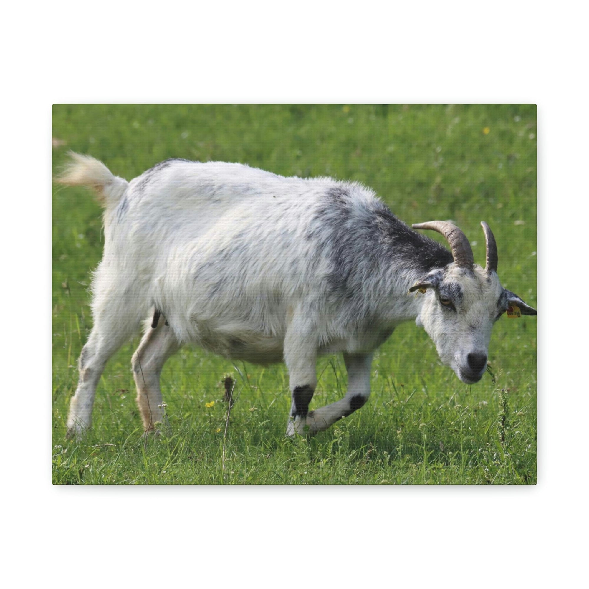 Scripture Walls Billy Goat Hunting Billy Goat on Hunt Print Animal Wall Art Wildlife Canvas Prints Wall Art Ready to Hang Unframed-Express Your Love Gifts