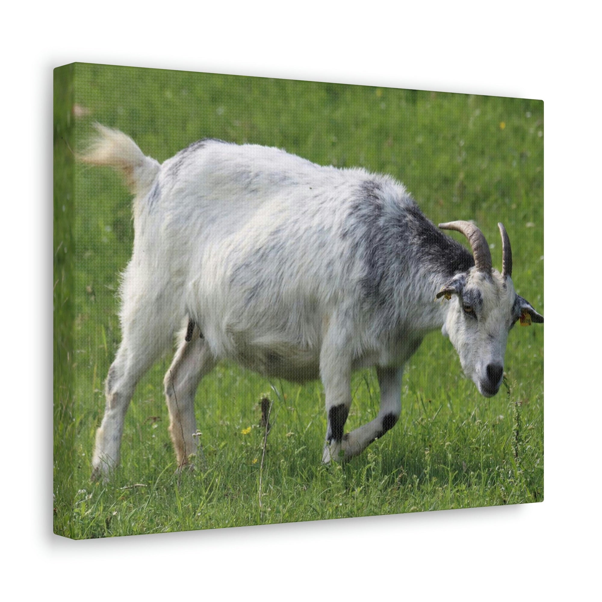 Scripture Walls Billy Goat Hunting Billy Goat on Hunt Print Animal Wall Art Wildlife Canvas Prints Wall Art Ready to Hang Unframed-Express Your Love Gifts