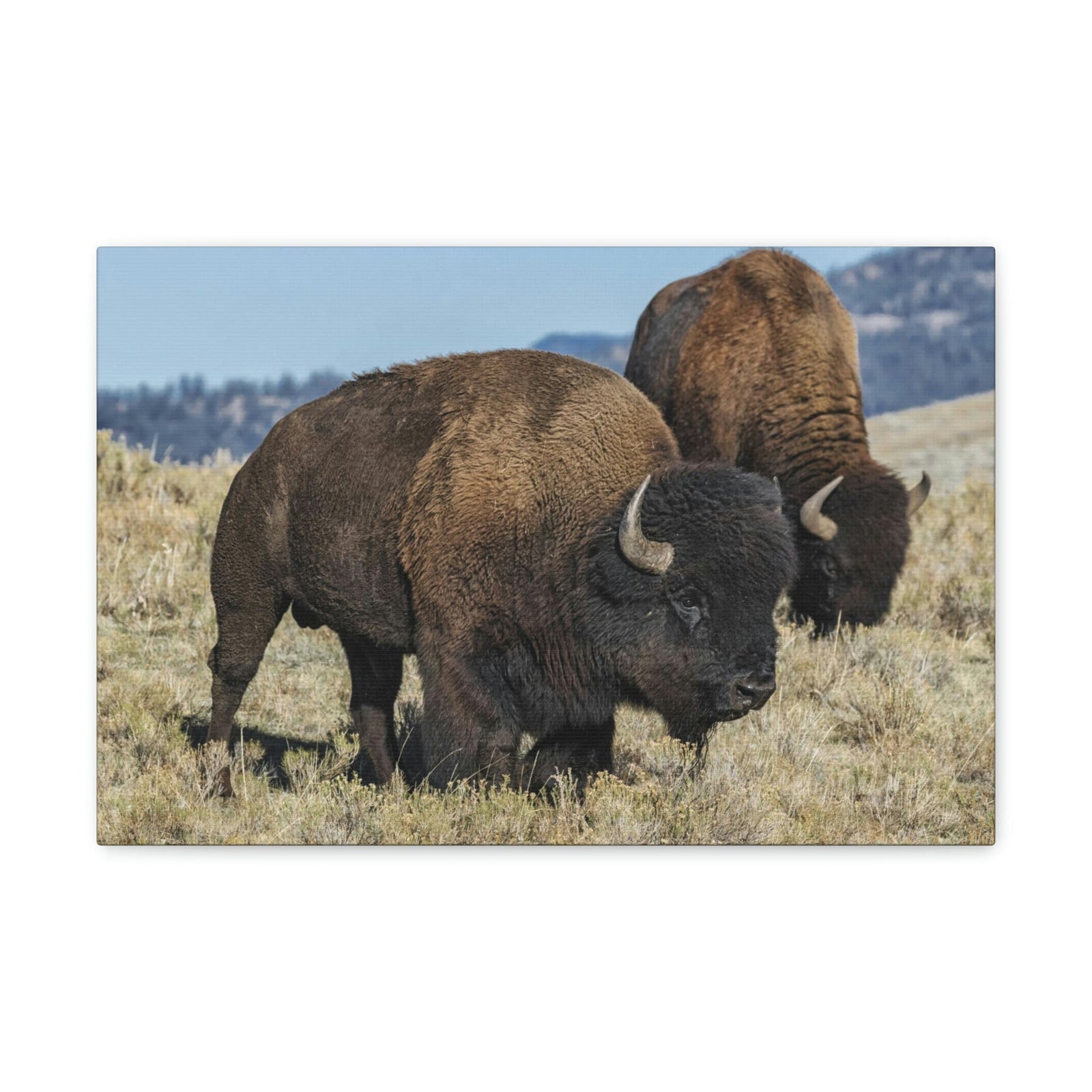 Scripture Walls Bison Couple Bison Bison Troop Print Animal Wall Art Wildlife Canvas Prints Wall Art Ready to Hang Unframed-Express Your Love Gifts