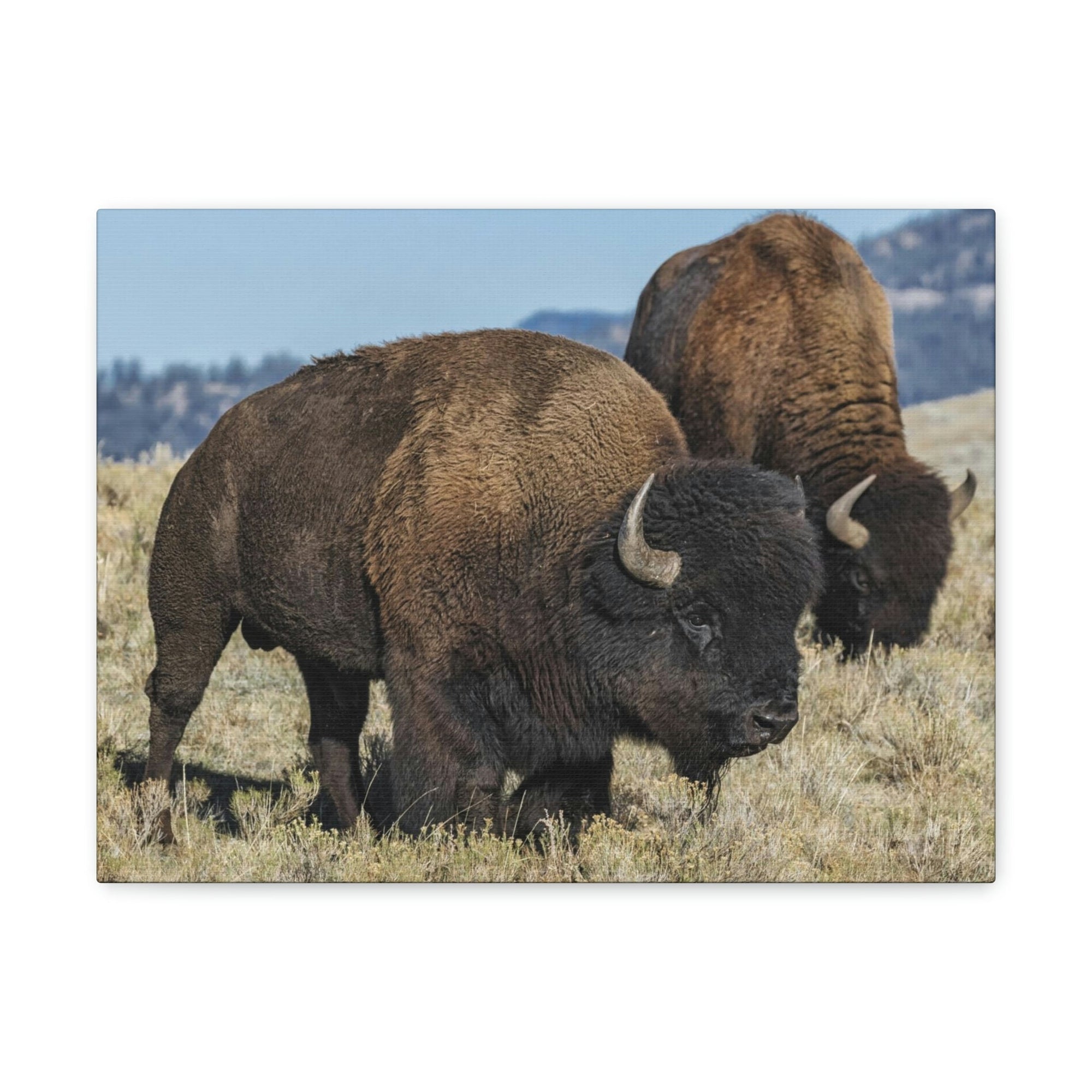 Scripture Walls Bison Couple Bison Bison Troop Print Animal Wall Art Wildlife Canvas Prints Wall Art Ready to Hang Unframed-Express Your Love Gifts