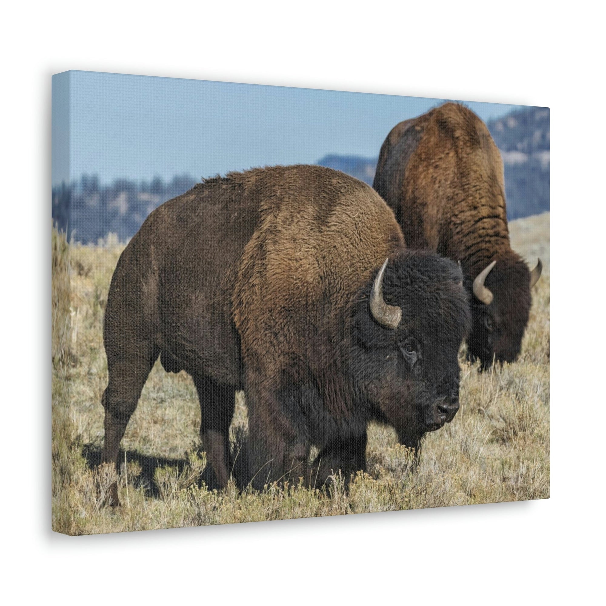 Scripture Walls Bison Couple Bison Bison Troop Print Animal Wall Art Wildlife Canvas Prints Wall Art Ready to Hang Unframed-Express Your Love Gifts