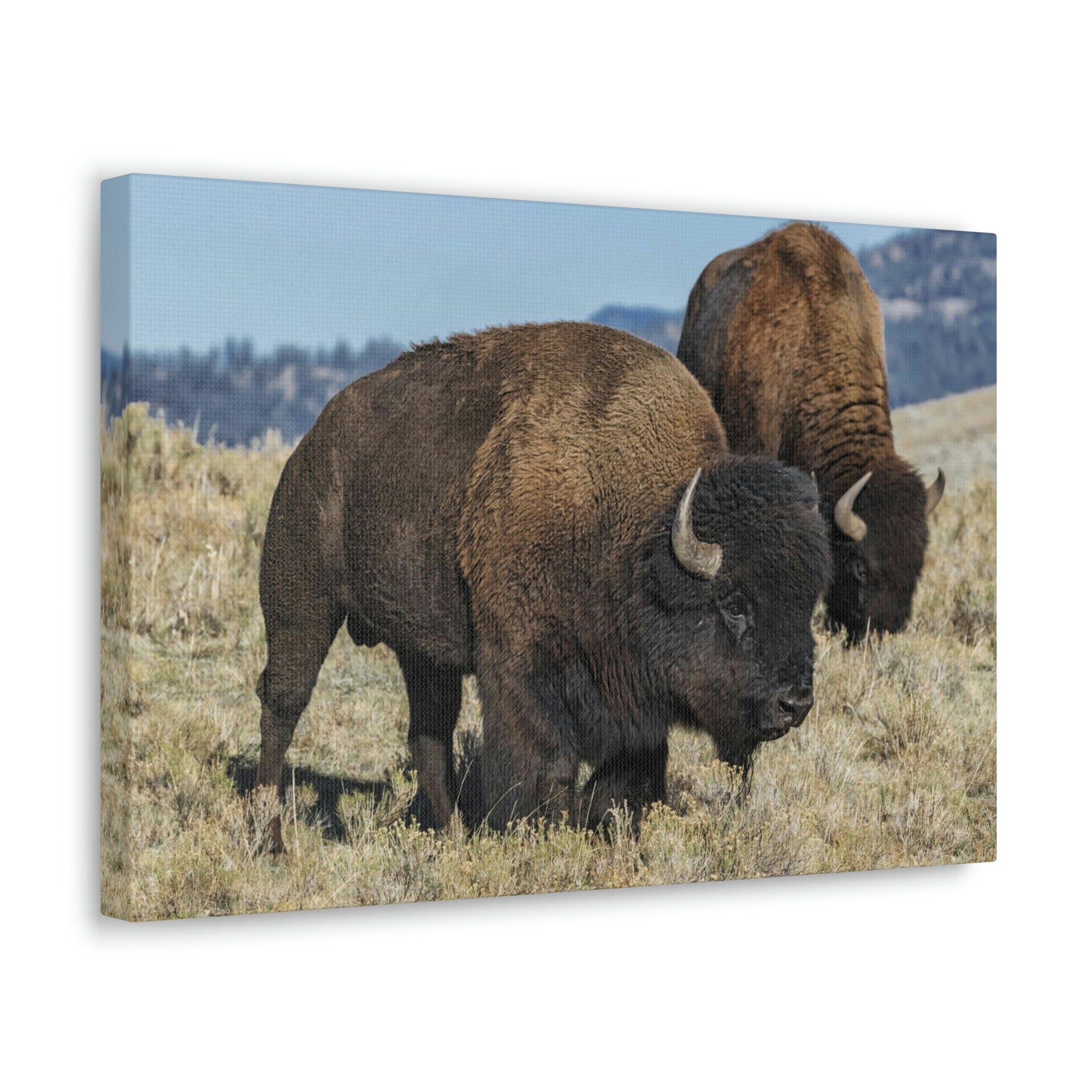 Scripture Walls Bison Couple Bison Bison Troop Print Animal Wall Art Wildlife Canvas Prints Wall Art Ready to Hang Unframed-Express Your Love Gifts