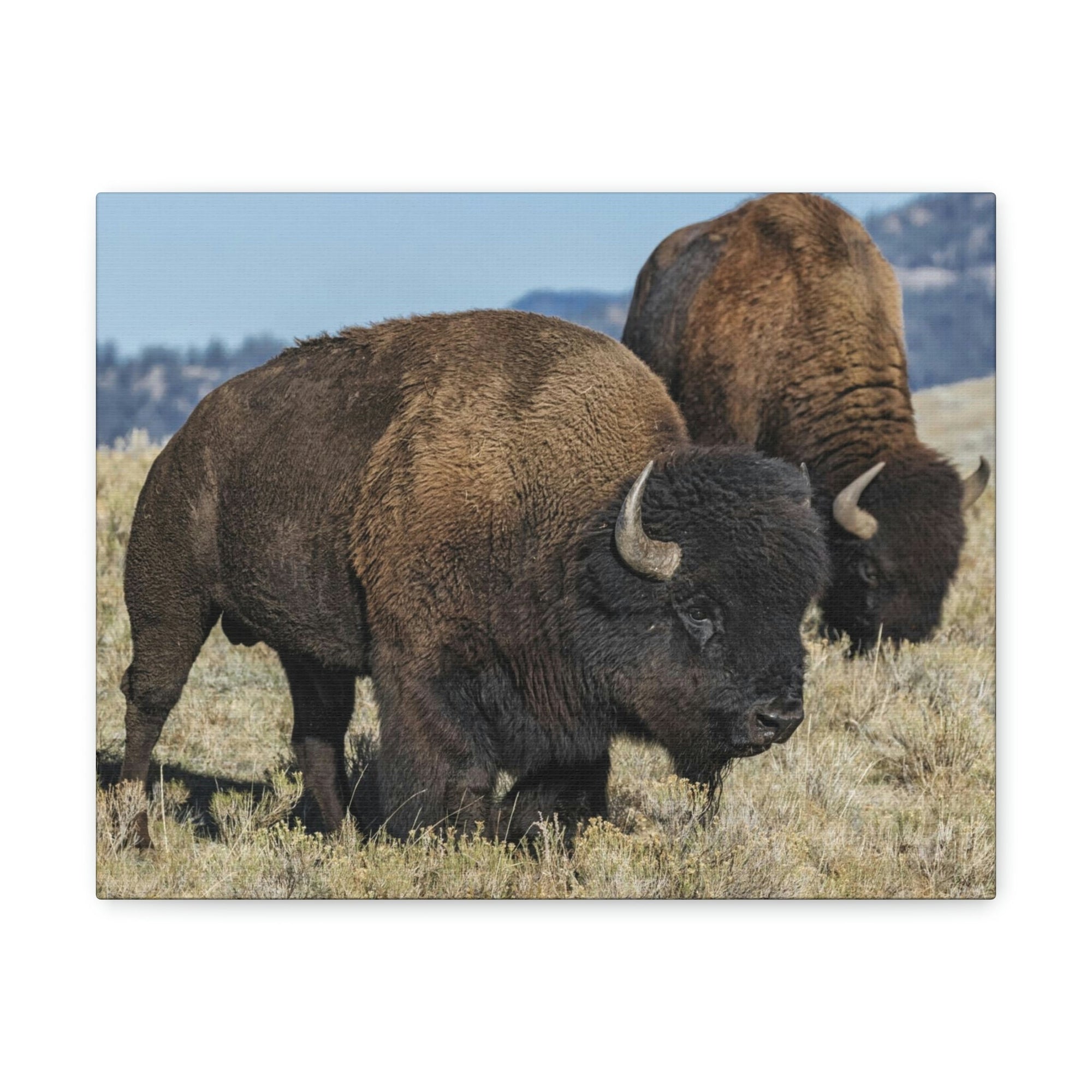 Scripture Walls Bison Couple Bison Bison Troop Print Animal Wall Art Wildlife Canvas Prints Wall Art Ready to Hang Unframed-Express Your Love Gifts