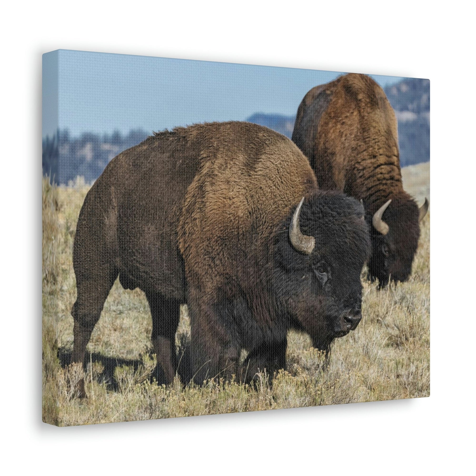 Scripture Walls Bison Couple Bison Bison Troop Print Animal Wall Art Wildlife Canvas Prints Wall Art Ready to Hang Unframed-Express Your Love Gifts