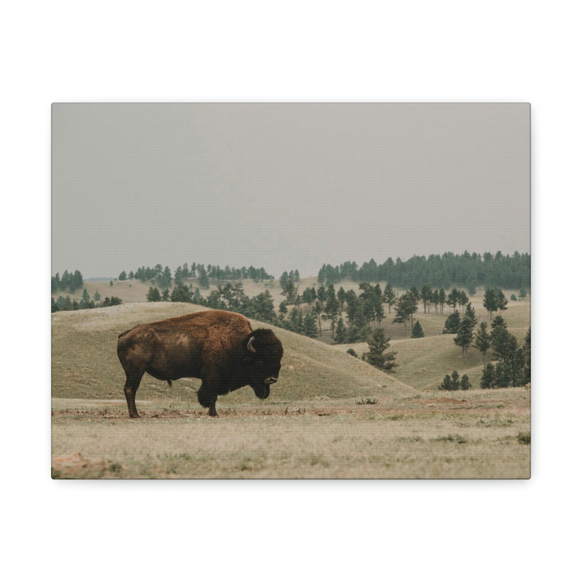 Scripture Walls Bison Hunting Bison on Hunt Print Animal Wall Art Wildlife Canvas Prints Wall Art Ready to Hang Unframed-Express Your Love Gifts