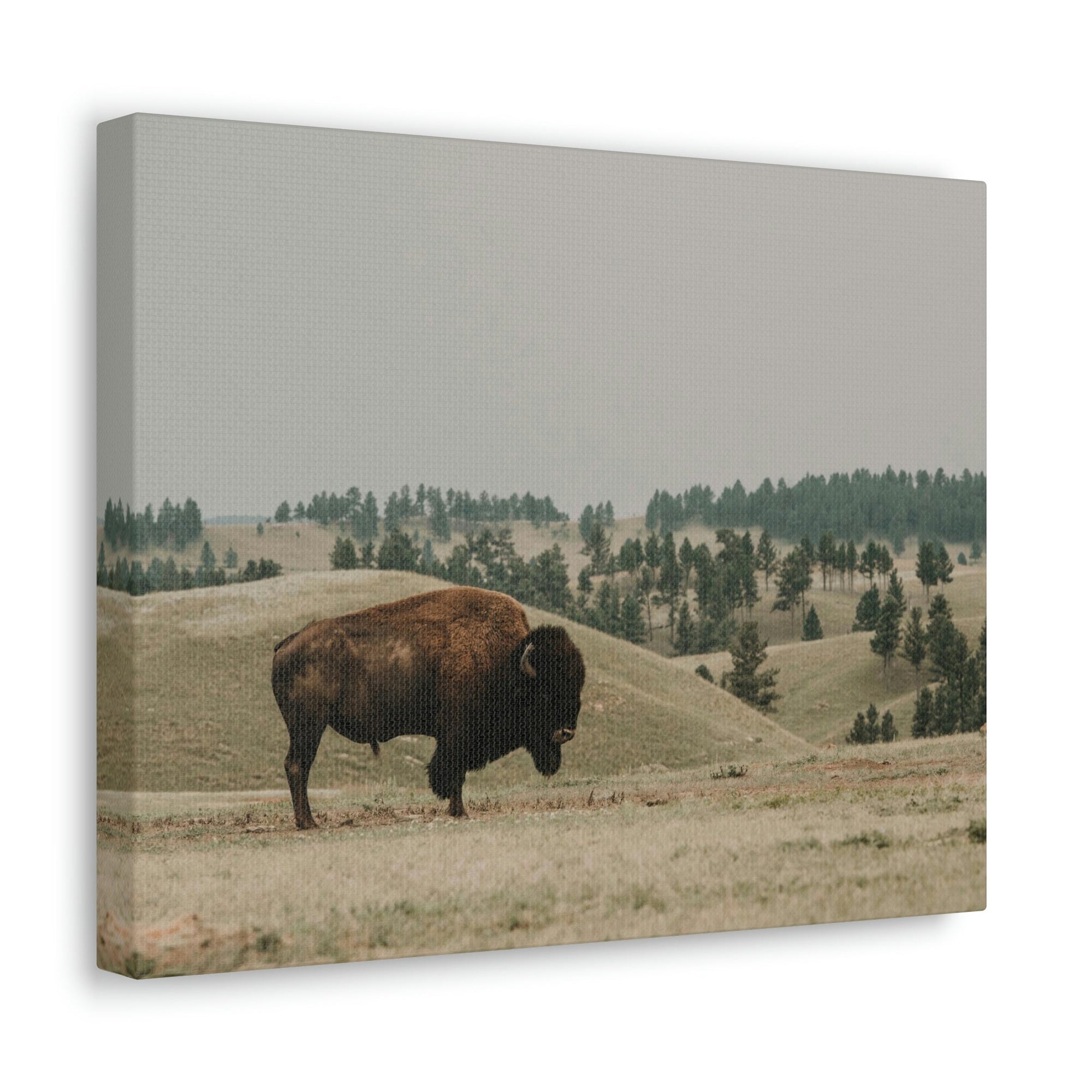 Scripture Walls Bison Hunting Bison on Hunt Print Animal Wall Art Wildlife Canvas Prints Wall Art Ready to Hang Unframed-Express Your Love Gifts