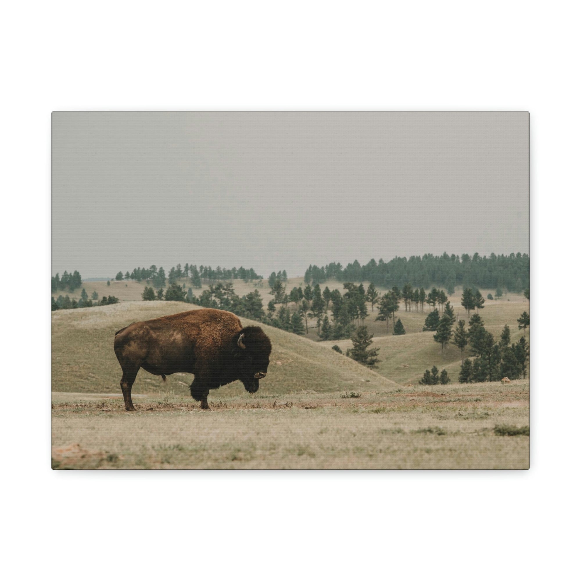 Scripture Walls Bison Hunting Bison on Hunt Print Animal Wall Art Wildlife Canvas Prints Wall Art Ready to Hang Unframed-Express Your Love Gifts