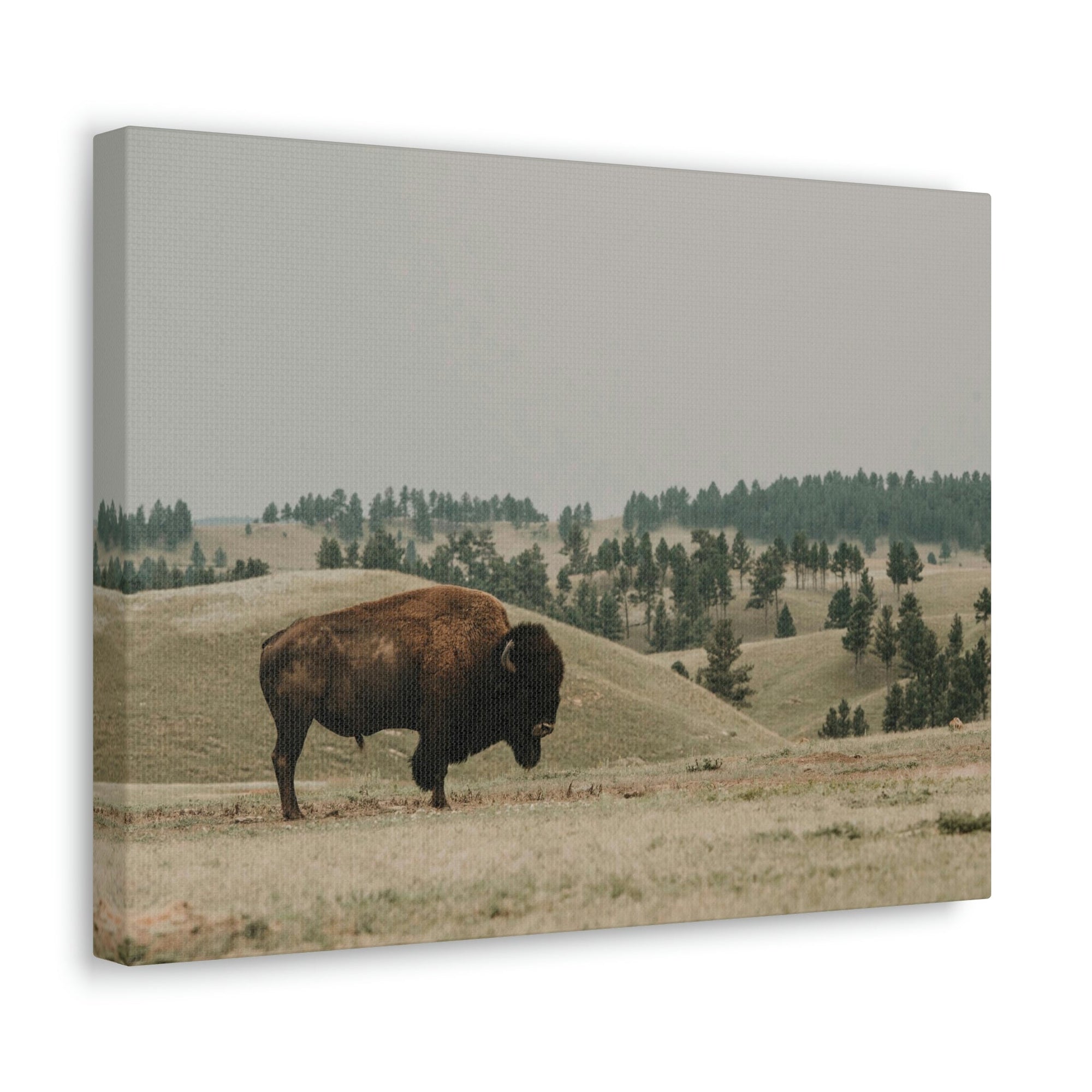 Scripture Walls Bison Hunting Bison on Hunt Print Animal Wall Art Wildlife Canvas Prints Wall Art Ready to Hang Unframed-Express Your Love Gifts