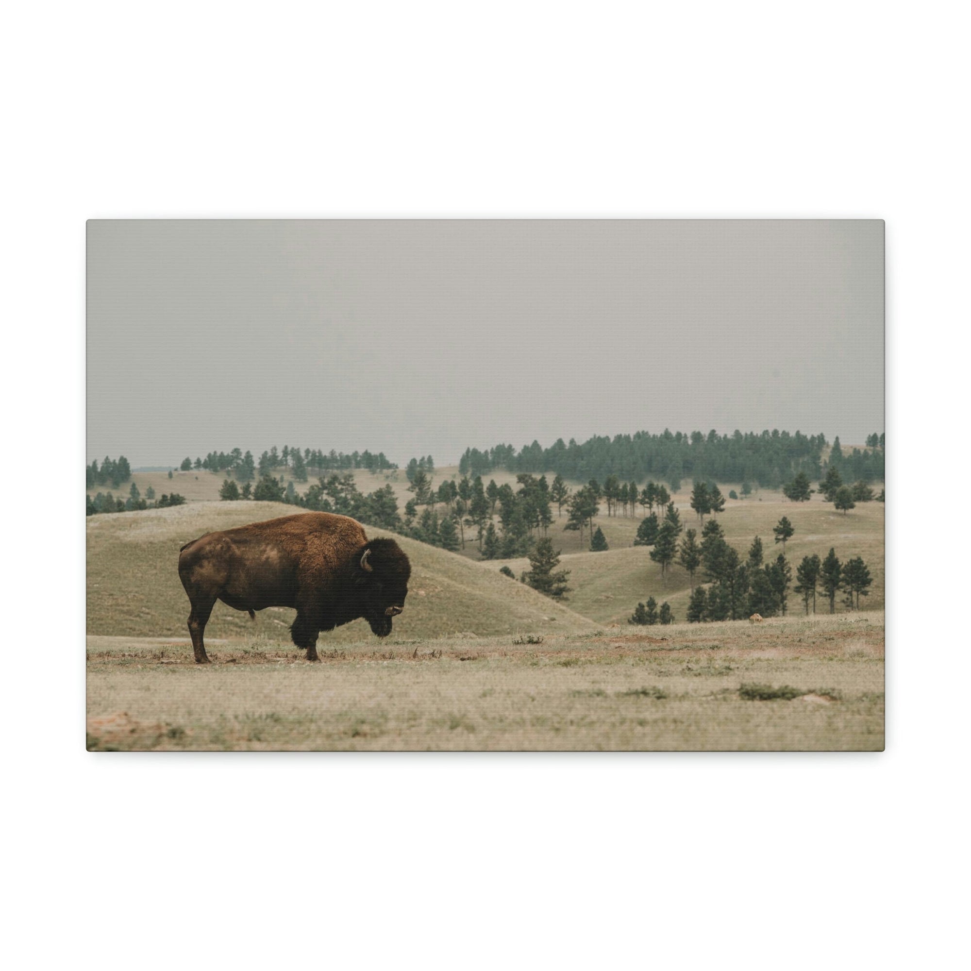 Scripture Walls Bison Hunting Bison on Hunt Print Animal Wall Art Wildlife Canvas Prints Wall Art Ready to Hang Unframed-Express Your Love Gifts