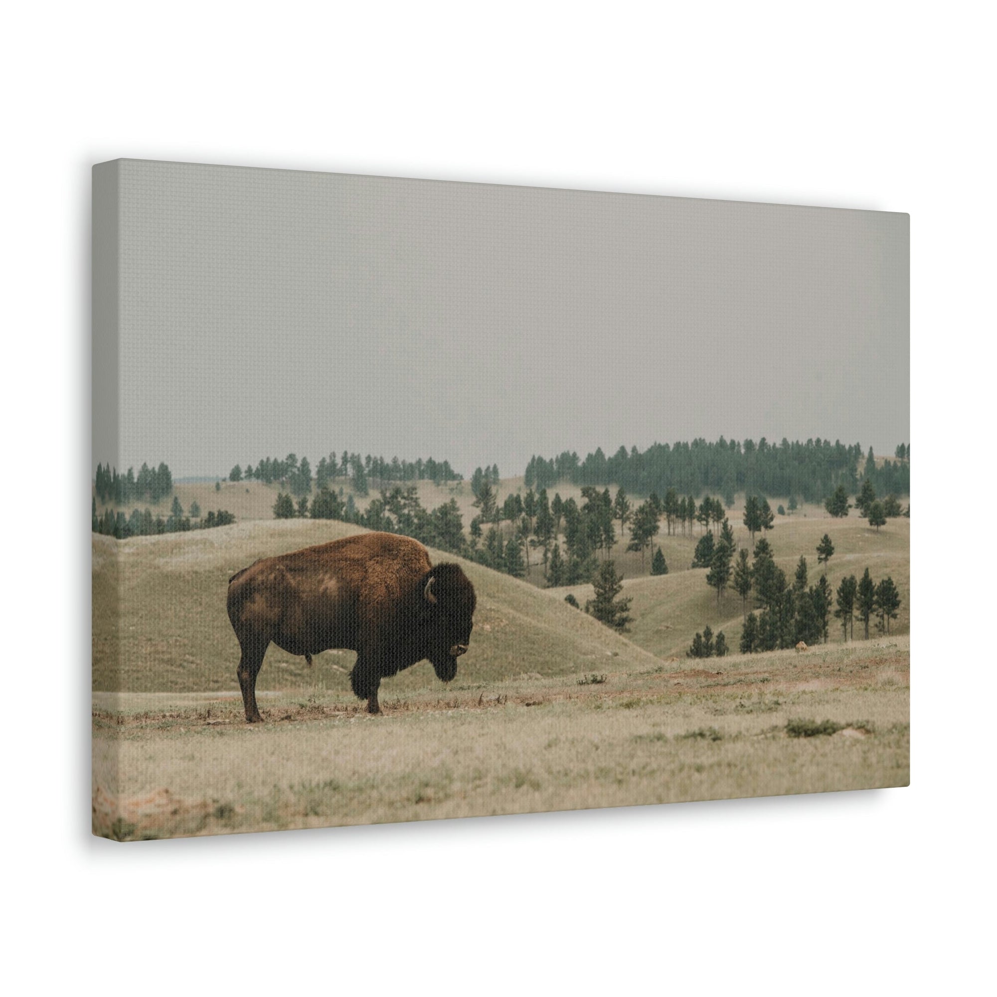 Scripture Walls Bison Hunting Bison on Hunt Print Animal Wall Art Wildlife Canvas Prints Wall Art Ready to Hang Unframed-Express Your Love Gifts