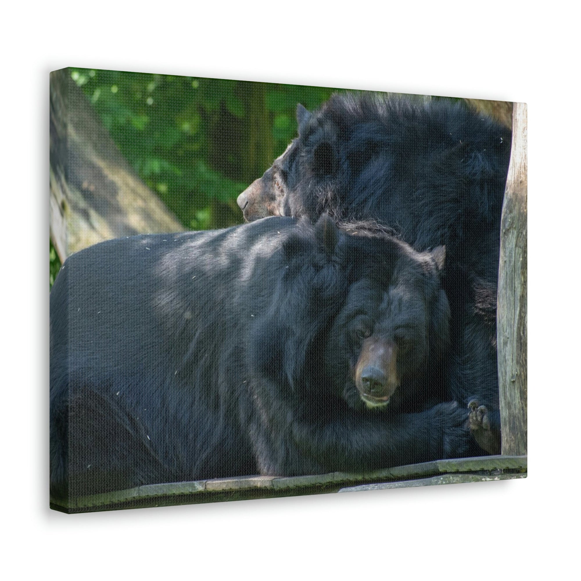 Scripture Walls Black Bear Couple Black Bear Troop Print Animal Wall Art Wildlife Canvas Prints Wall Art Ready to Hang Unframed-Express Your Love Gifts