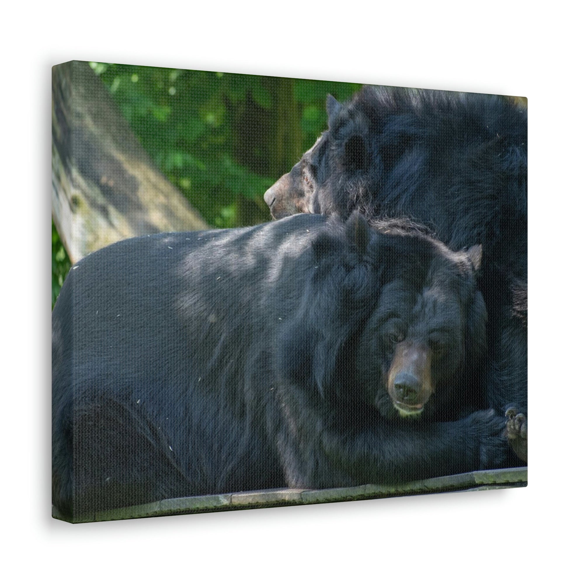 Scripture Walls Black Bear Couple Black Bear Troop Print Animal Wall Art Wildlife Canvas Prints Wall Art Ready to Hang Unframed-Express Your Love Gifts