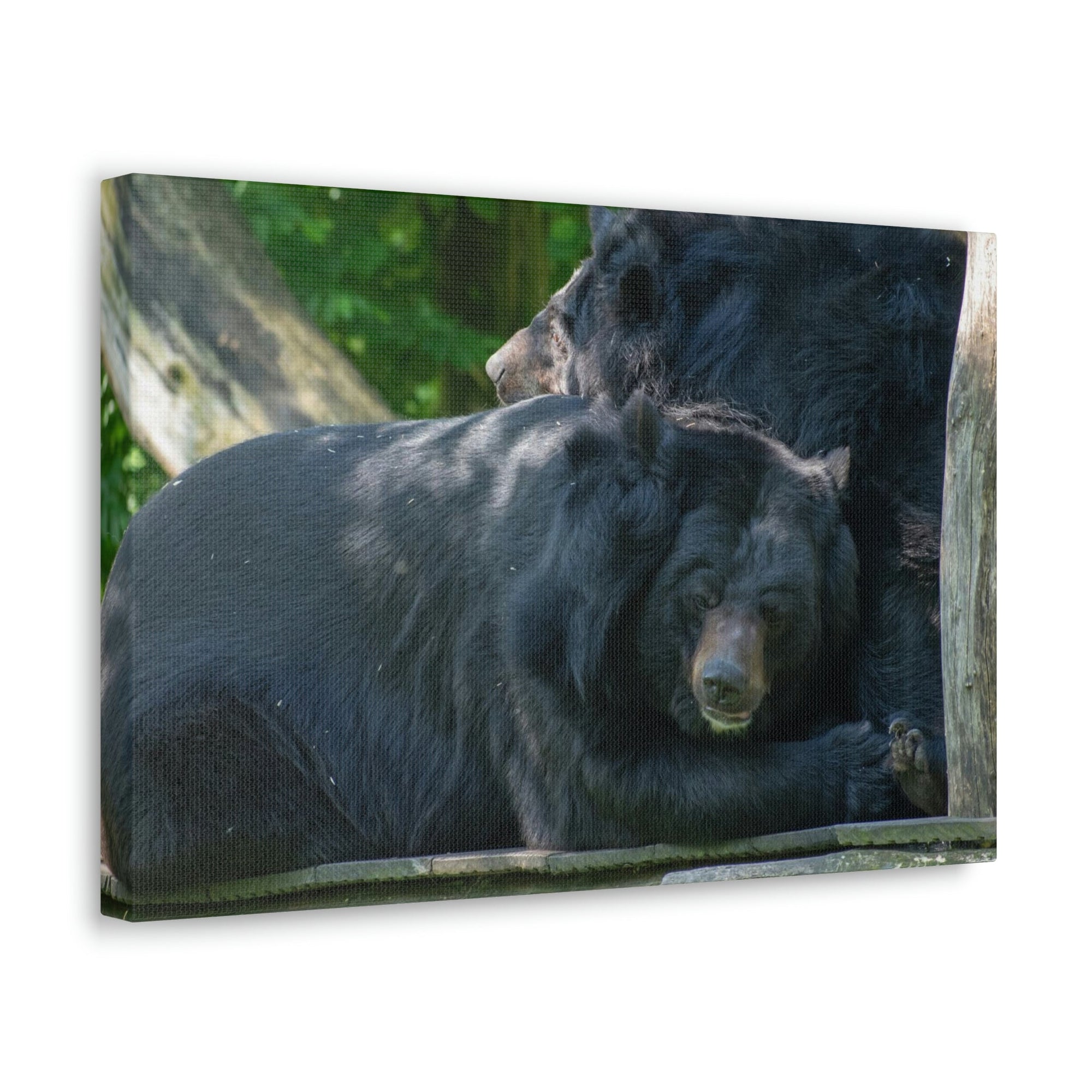 Scripture Walls Black Bear Couple Black Bear Troop Print Animal Wall Art Wildlife Canvas Prints Wall Art Ready to Hang Unframed-Express Your Love Gifts