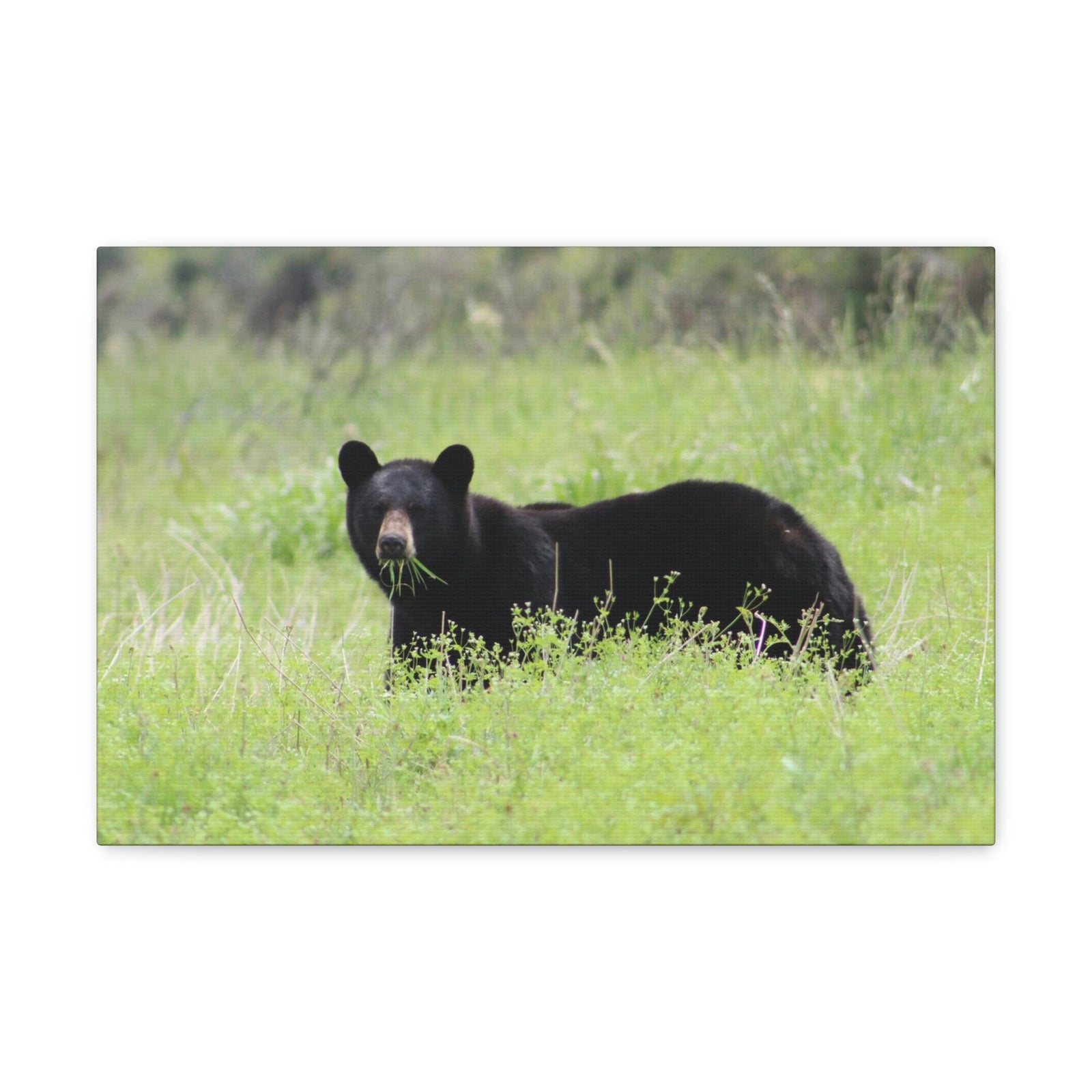 Scripture Walls Black Bear Hunting Black Bear on Hunt Print Animal Wall Art Wildlife Canvas Prints Wall Art Ready to Hang Unframed-Express Your Love Gifts