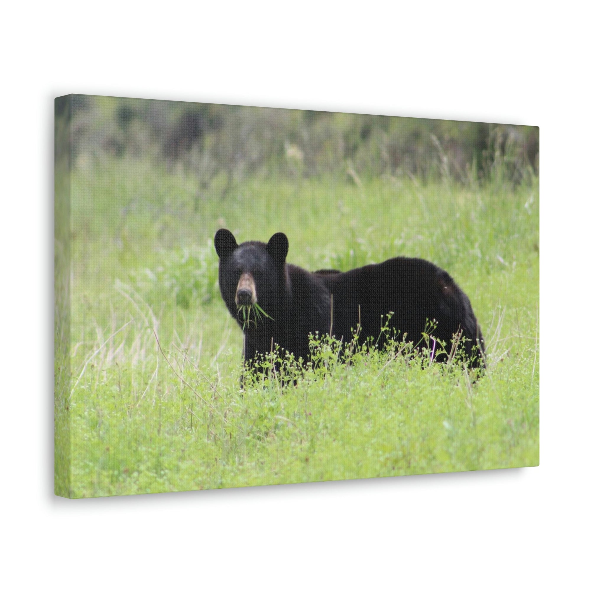 Scripture Walls Black Bear Hunting Black Bear on Hunt Print Animal Wall Art Wildlife Canvas Prints Wall Art Ready to Hang Unframed-Express Your Love Gifts