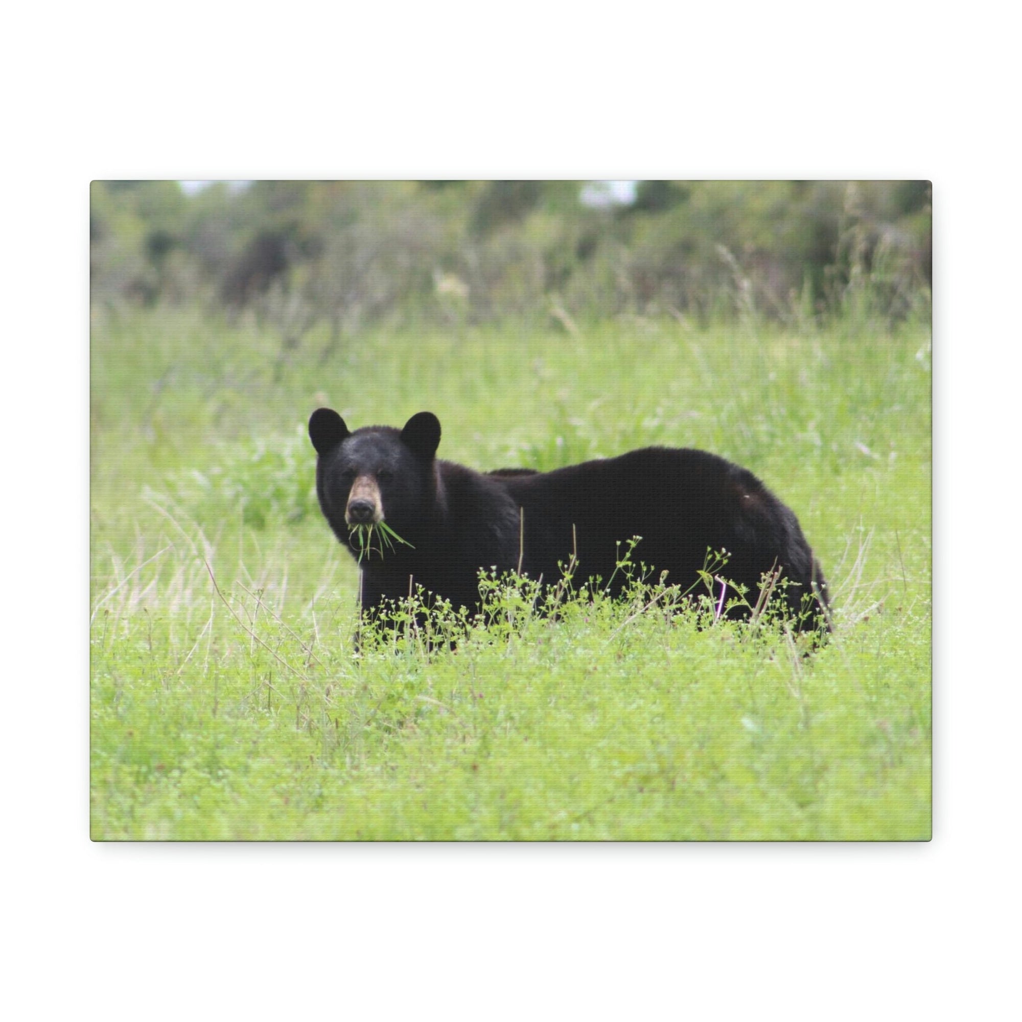 Scripture Walls Black Bear Hunting Black Bear on Hunt Print Animal Wall Art Wildlife Canvas Prints Wall Art Ready to Hang Unframed-Express Your Love Gifts