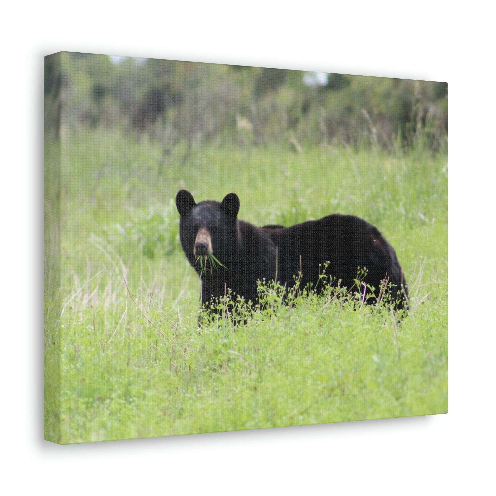 Scripture Walls Black Bear Hunting Black Bear on Hunt Print Animal Wall Art Wildlife Canvas Prints Wall Art Ready to Hang Unframed-Express Your Love Gifts