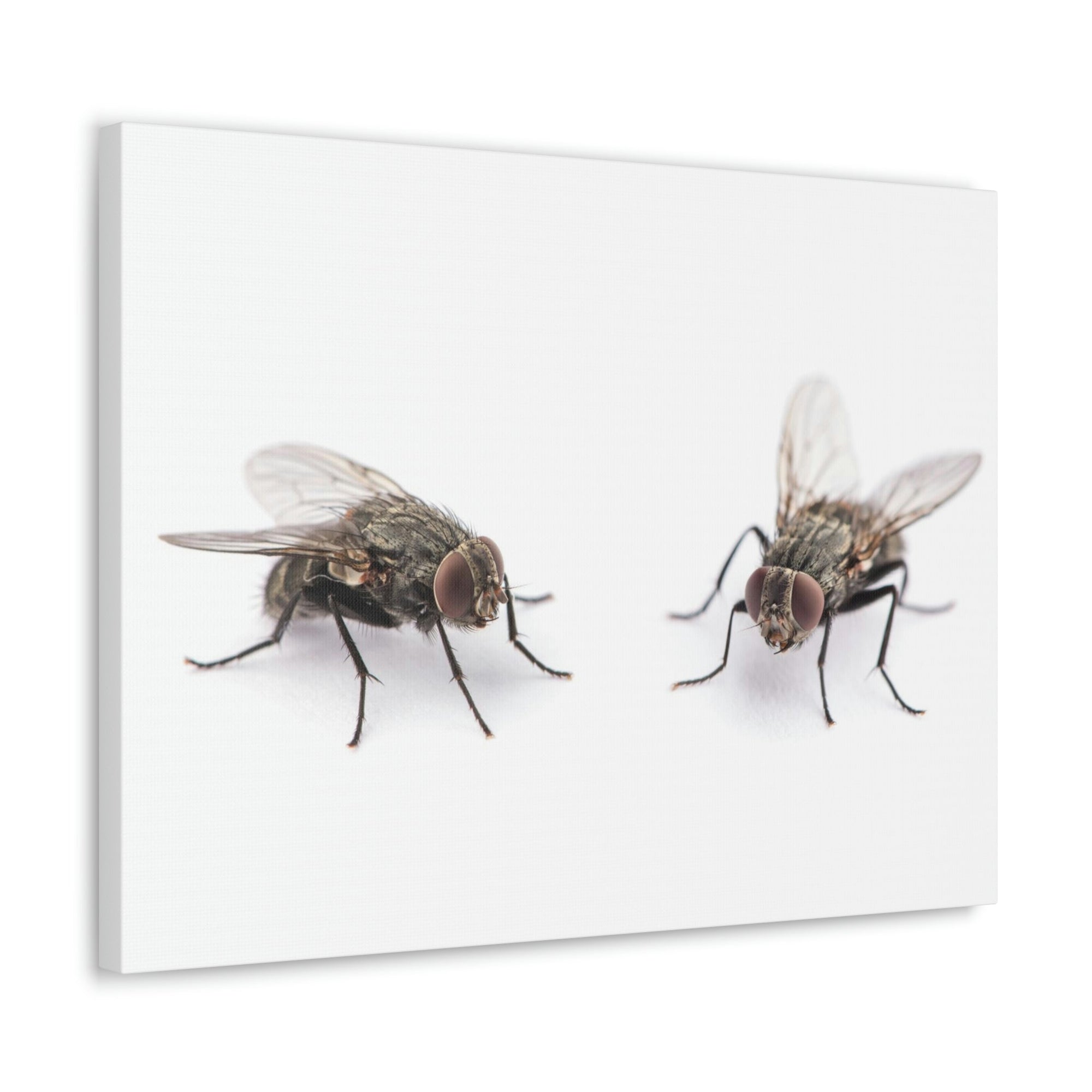 Scripture Walls Black Fly Couple Black Fly Troop Print Animal Wall Art Wildlife Canvas Prints Wall Art Ready to Hang Unframed-Express Your Love Gifts