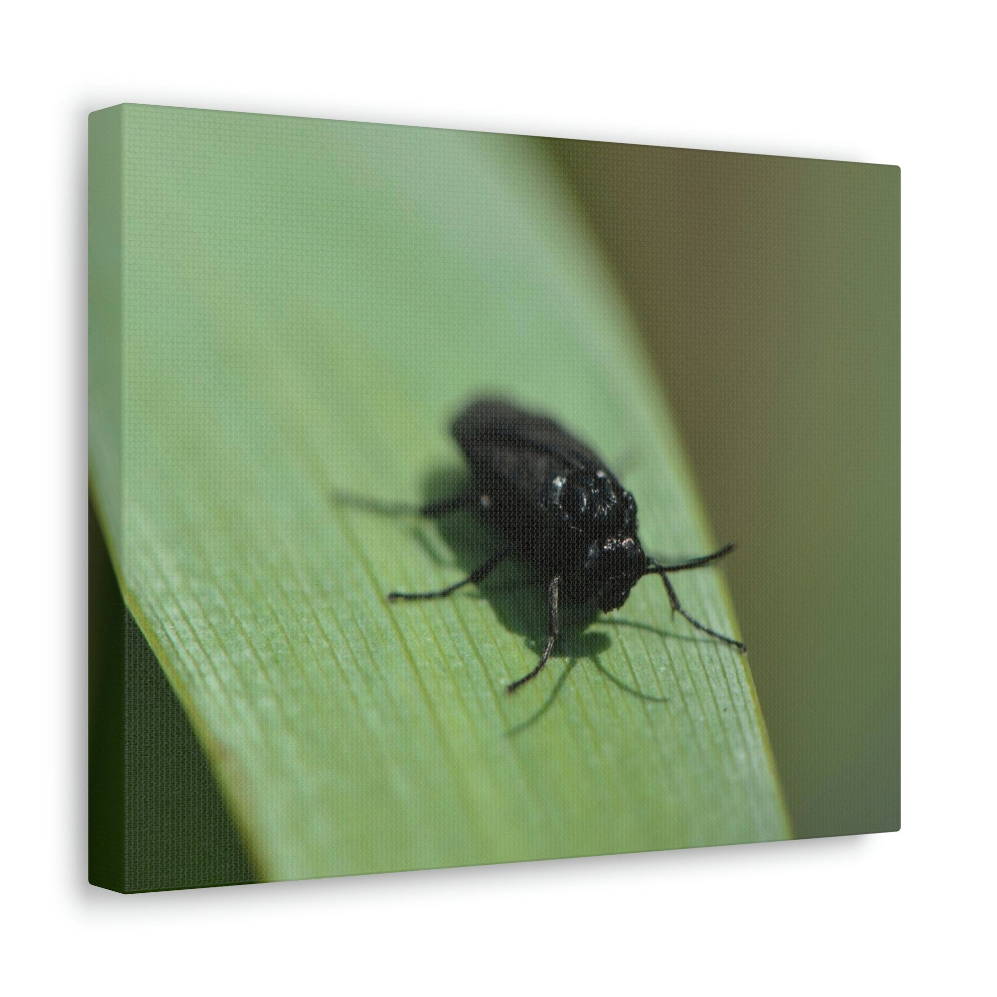 Scripture Walls Black Fly Hunting Black Fly on Hunt Print Animal Wall Art Wildlife Canvas Prints Wall Art Ready to Hang Unframed-Express Your Love Gifts